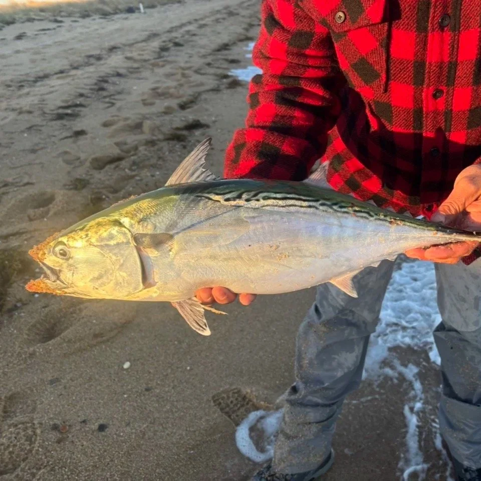 False Albacore caught from shore