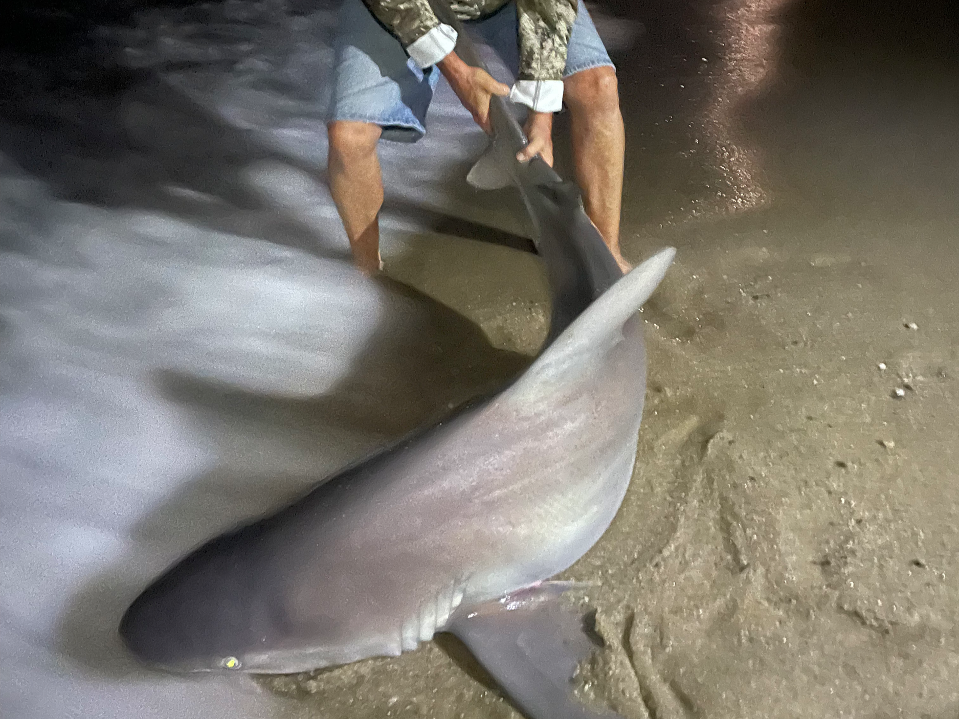 Person holding a large shark on the beach at night.