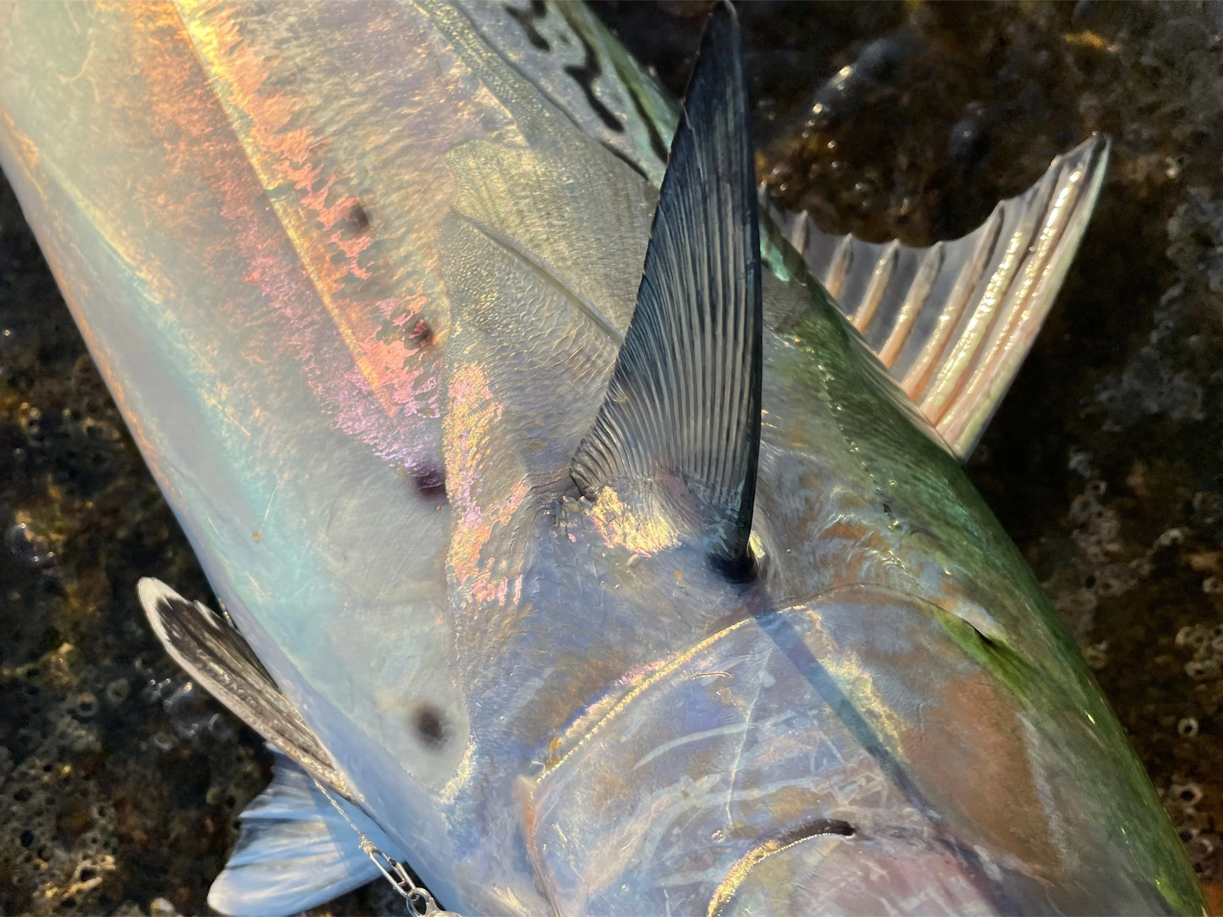 Close-up of a fish with iridescent scales and prominent dorsal fin lying on dark, rocky ground.