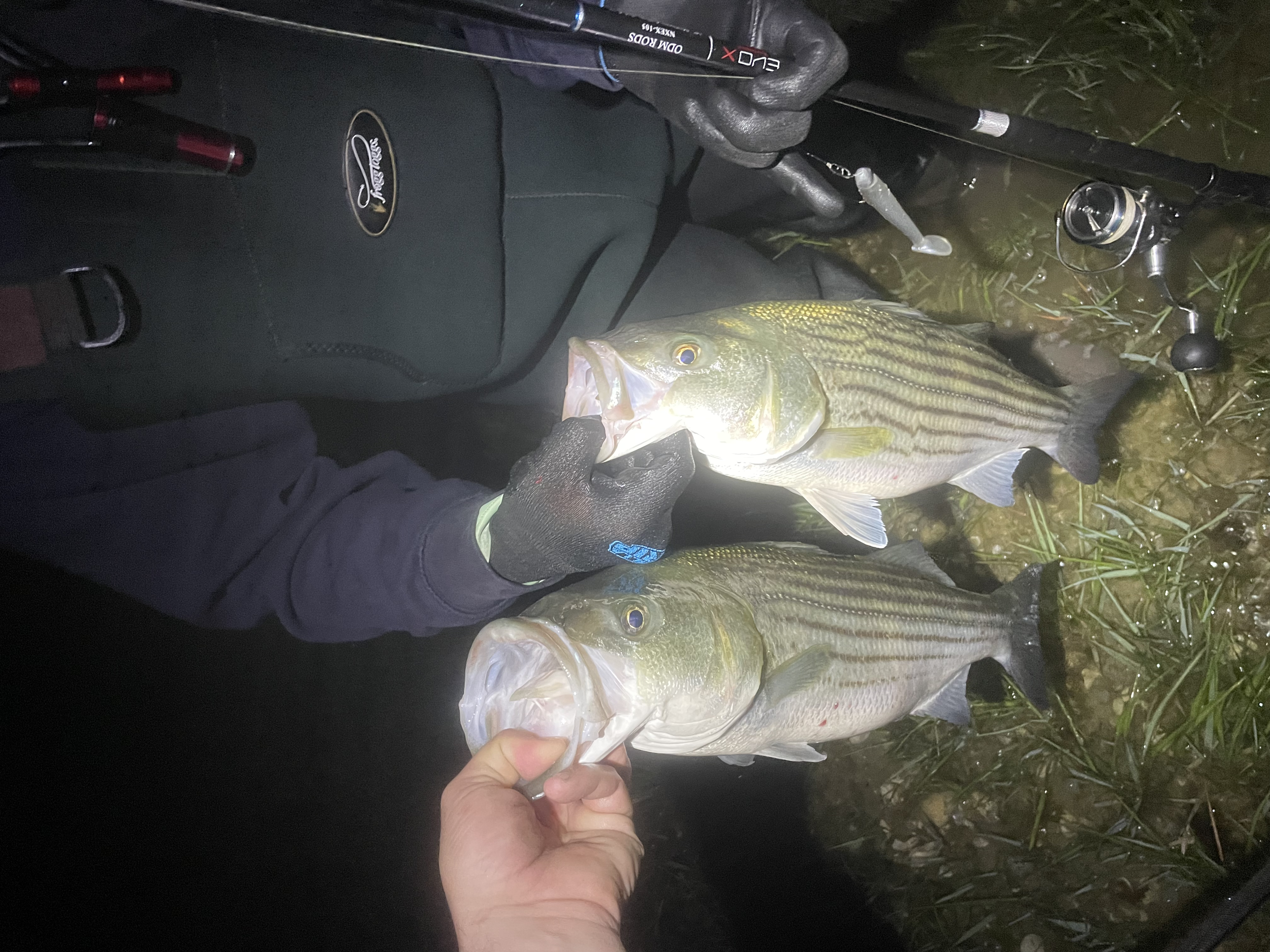 Two large fish caught at night, held by two people with fishing gear and equipment, near water with grass and rocks.