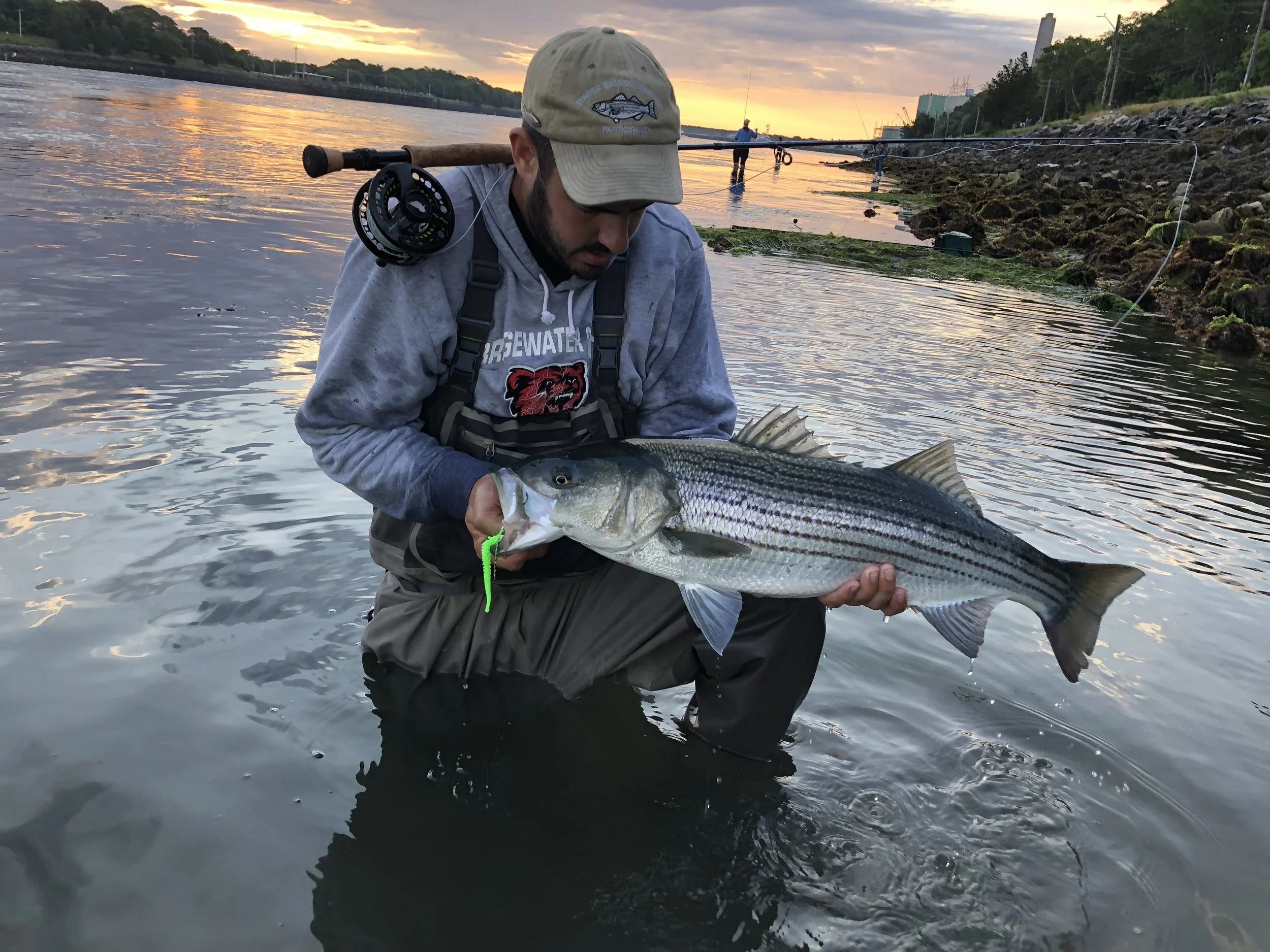 A man in fishing gear holding a large striped bass in a river at sunset, with fishing rods visible in the background.