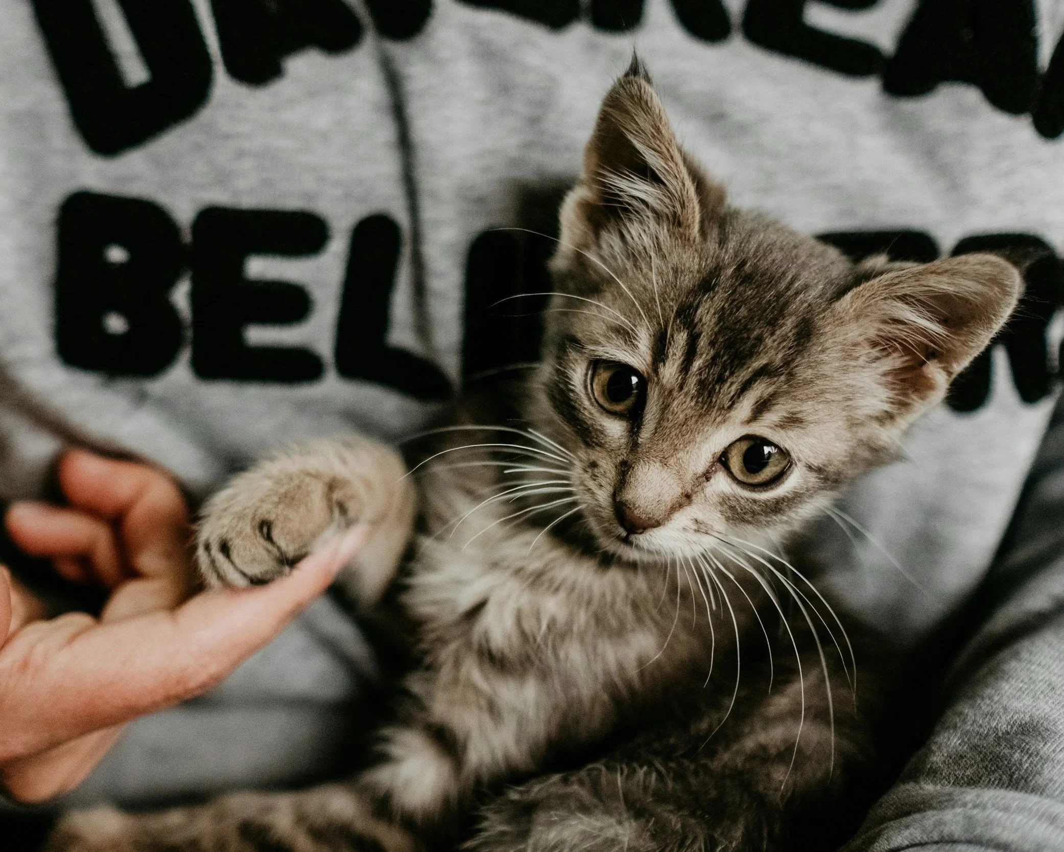 A close-up of a tabby kitten with large, bright eyes lying on a person's gray hoodie with black lettering. Someone is holding the kitten's paw gently.