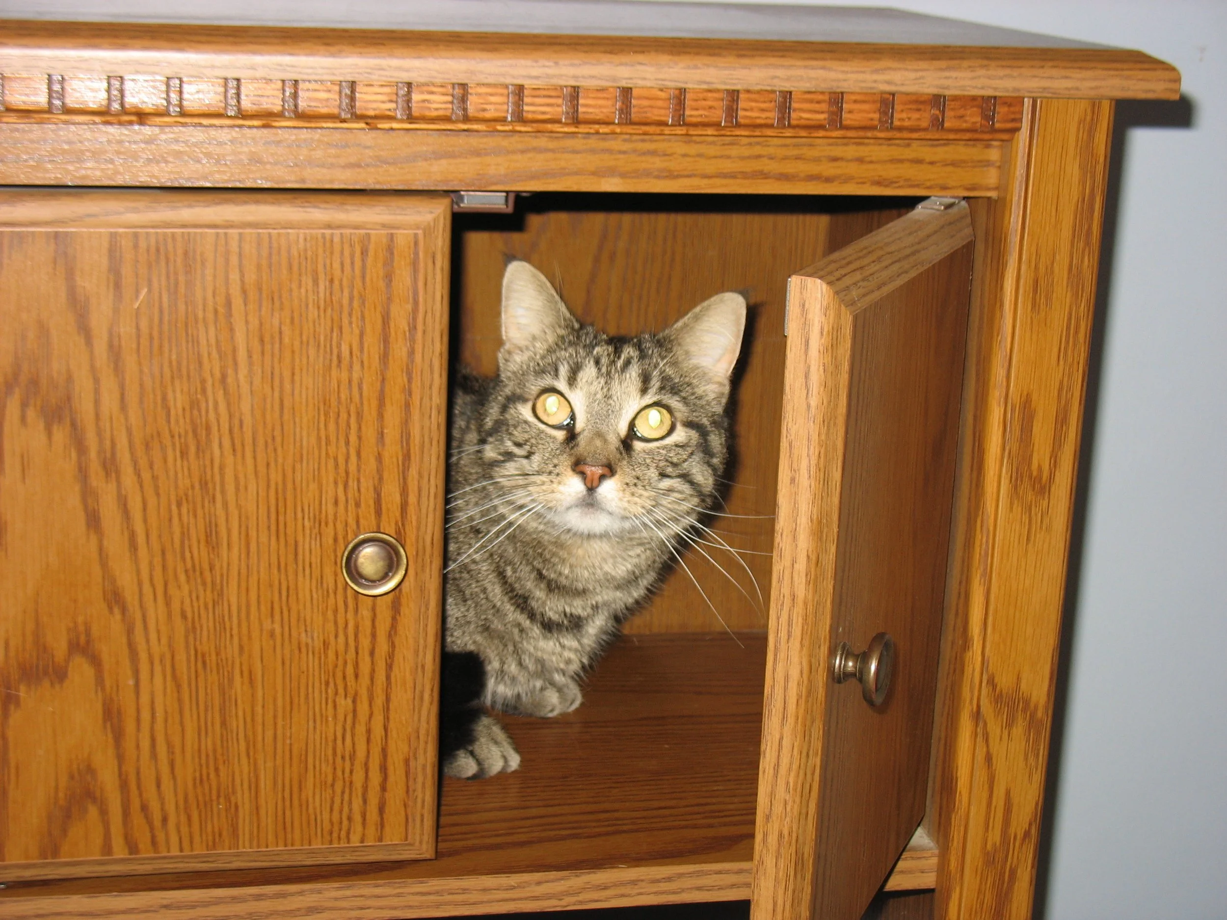 Jasper in the office desk cubby