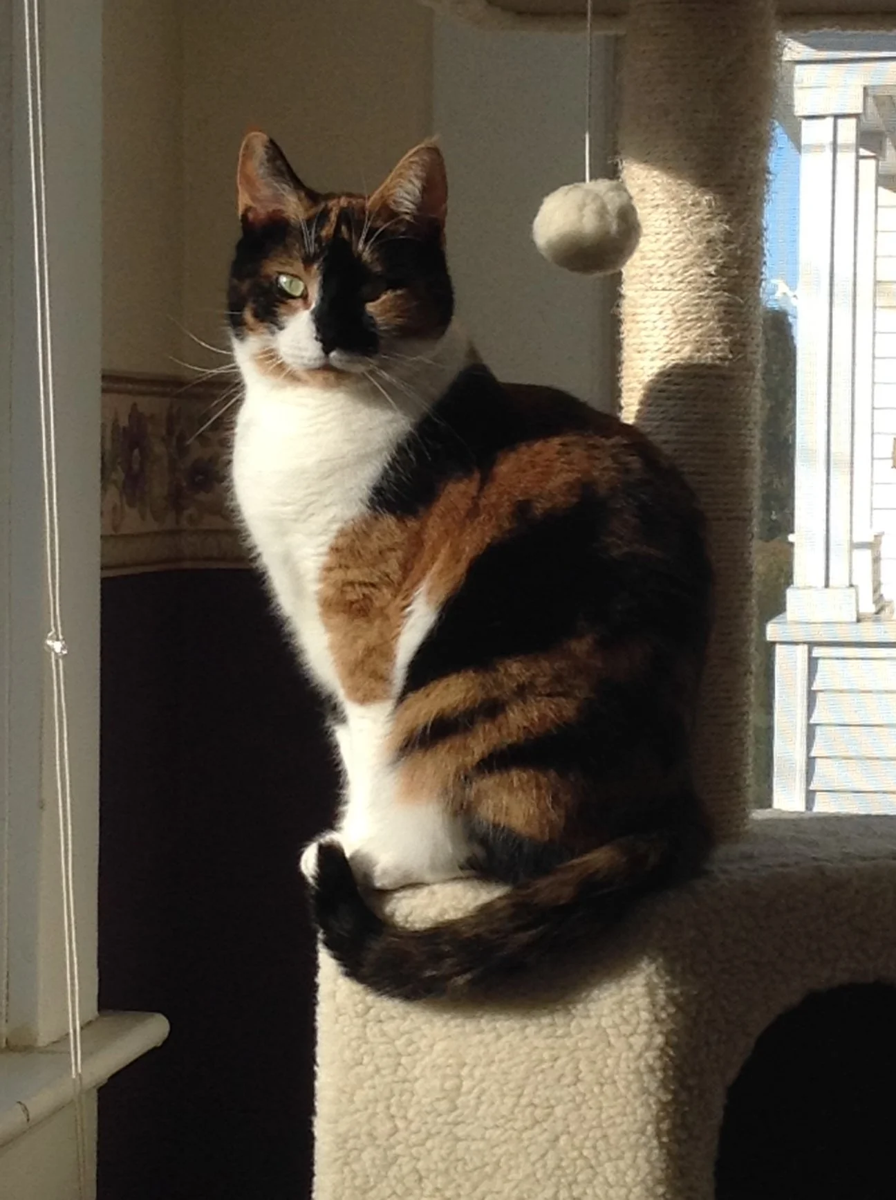 A calico cat with green eyes sitting on a cozy textured white cat tree perch near a scratching post and a window with sunlight.