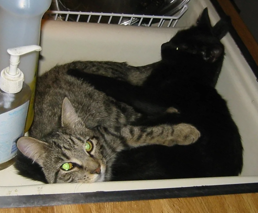 Jasper saying "What??? Let us sleep!!!"