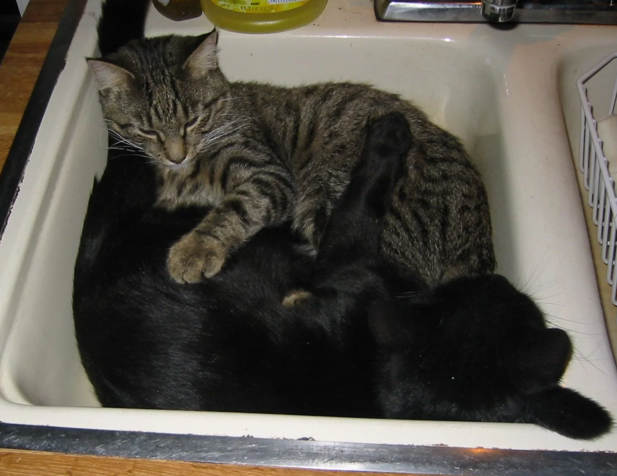 Jasper and Ozzy in the kitchen sink -  Sleeping