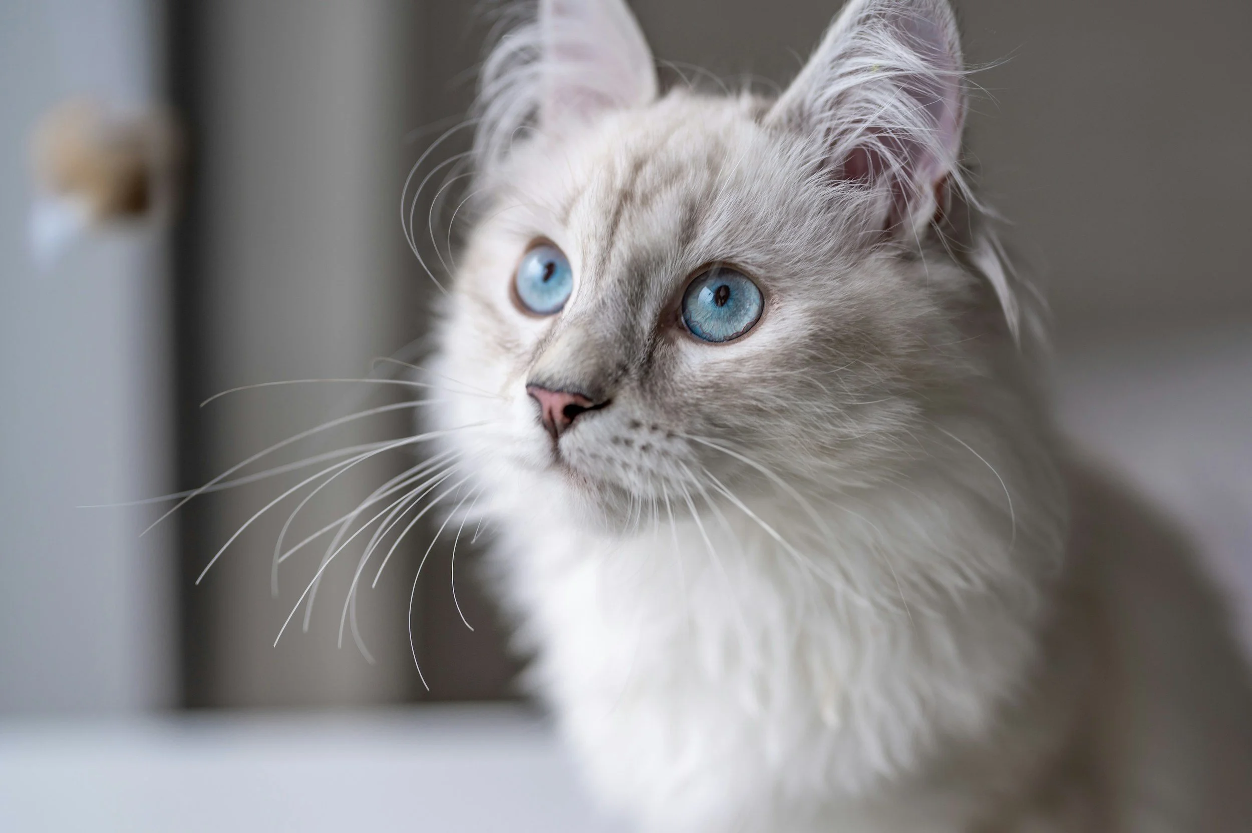 Close-up of a white long-haired cat with blue eyes, looking to the left, with a blurred background.
