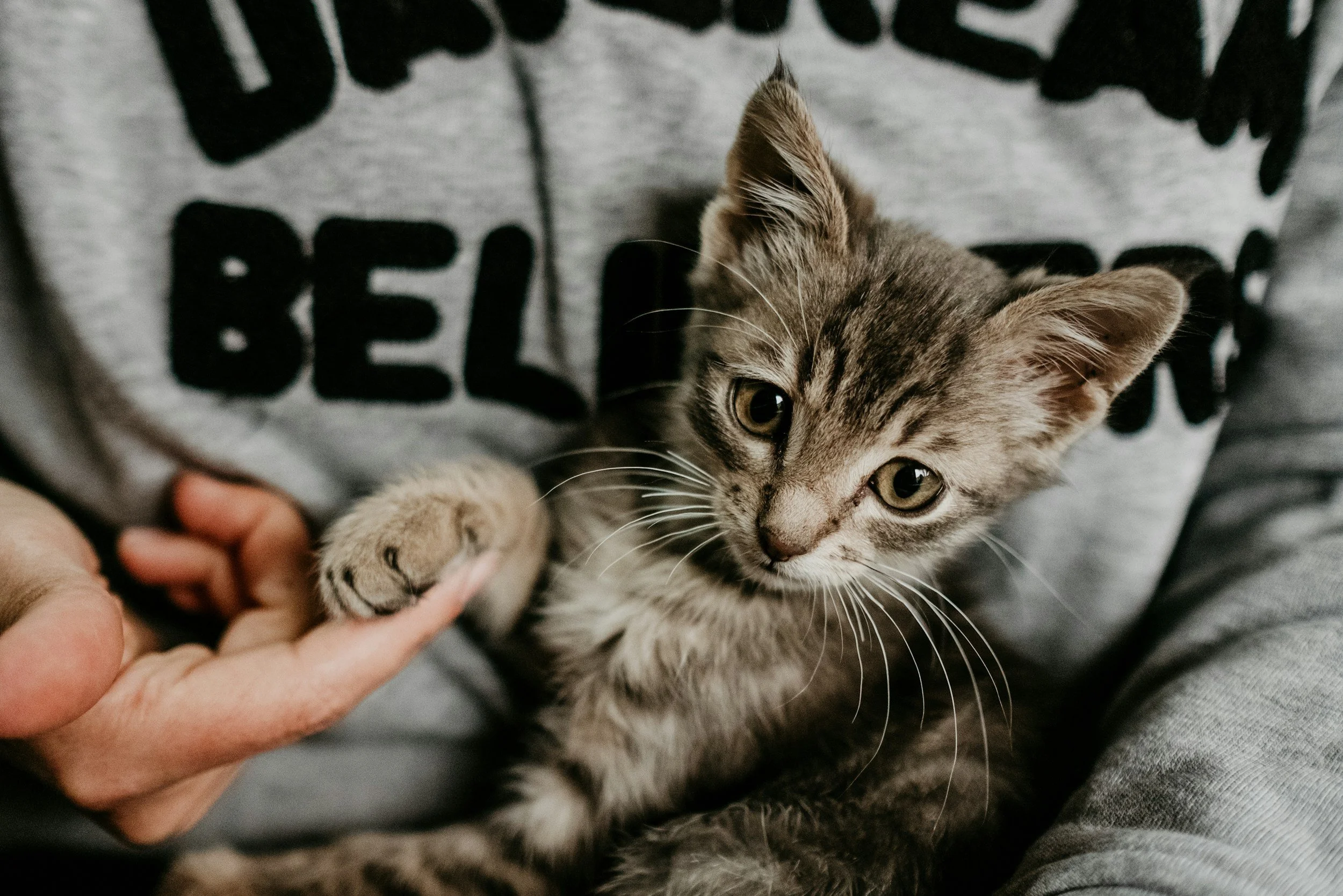 A gray tabby kitten with green eyes being held and stroked by a person's hand.