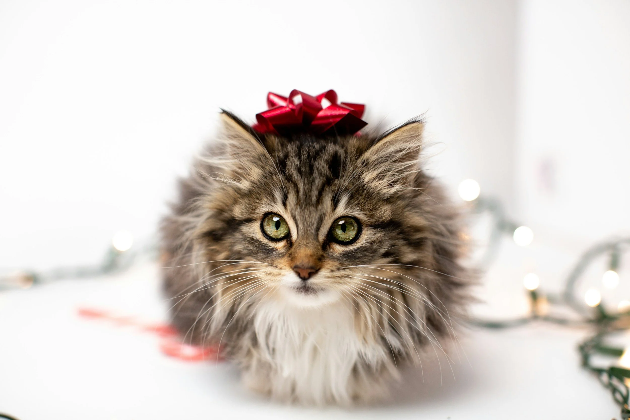 Kitten with green eyes and fluffy fur wearing a red bow on its head.