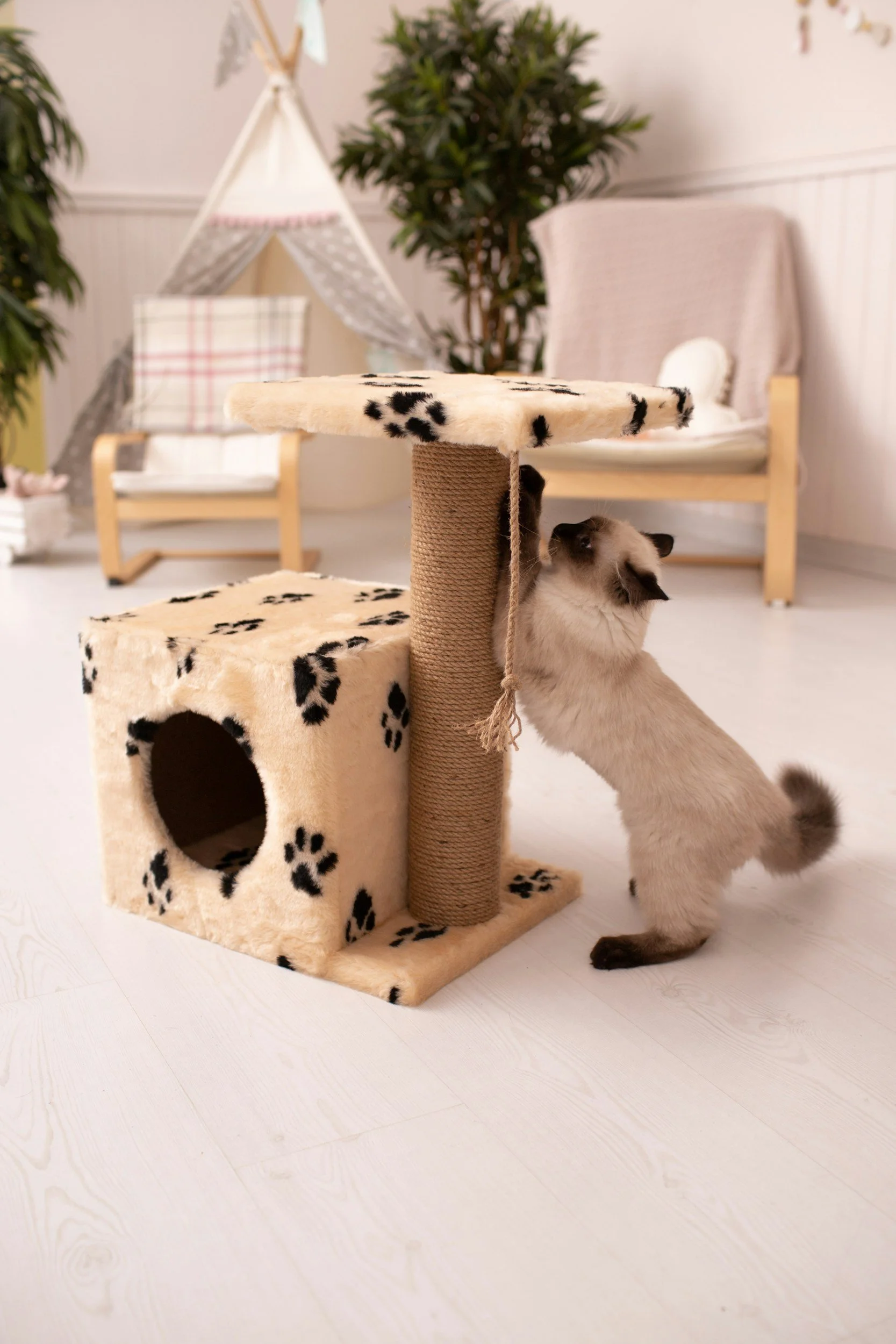 A Siamese kitten playing on a beige and black paw-print cat tree with a cubed hideout and a platform, in a cozy living room with a teepee and a cushioned chair in the background.