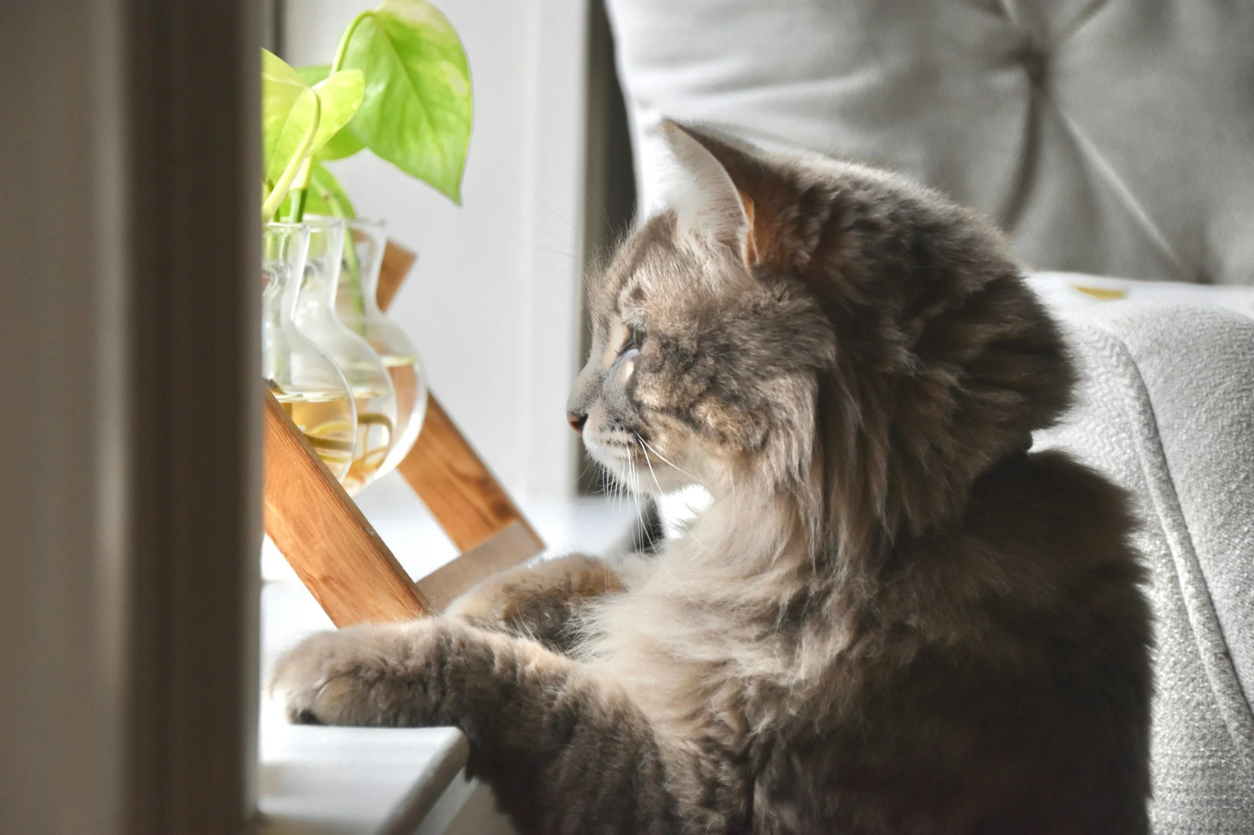 A fluffy gray and white tabby cat looking out a window near a wooden surface with a potted green plant in the background.