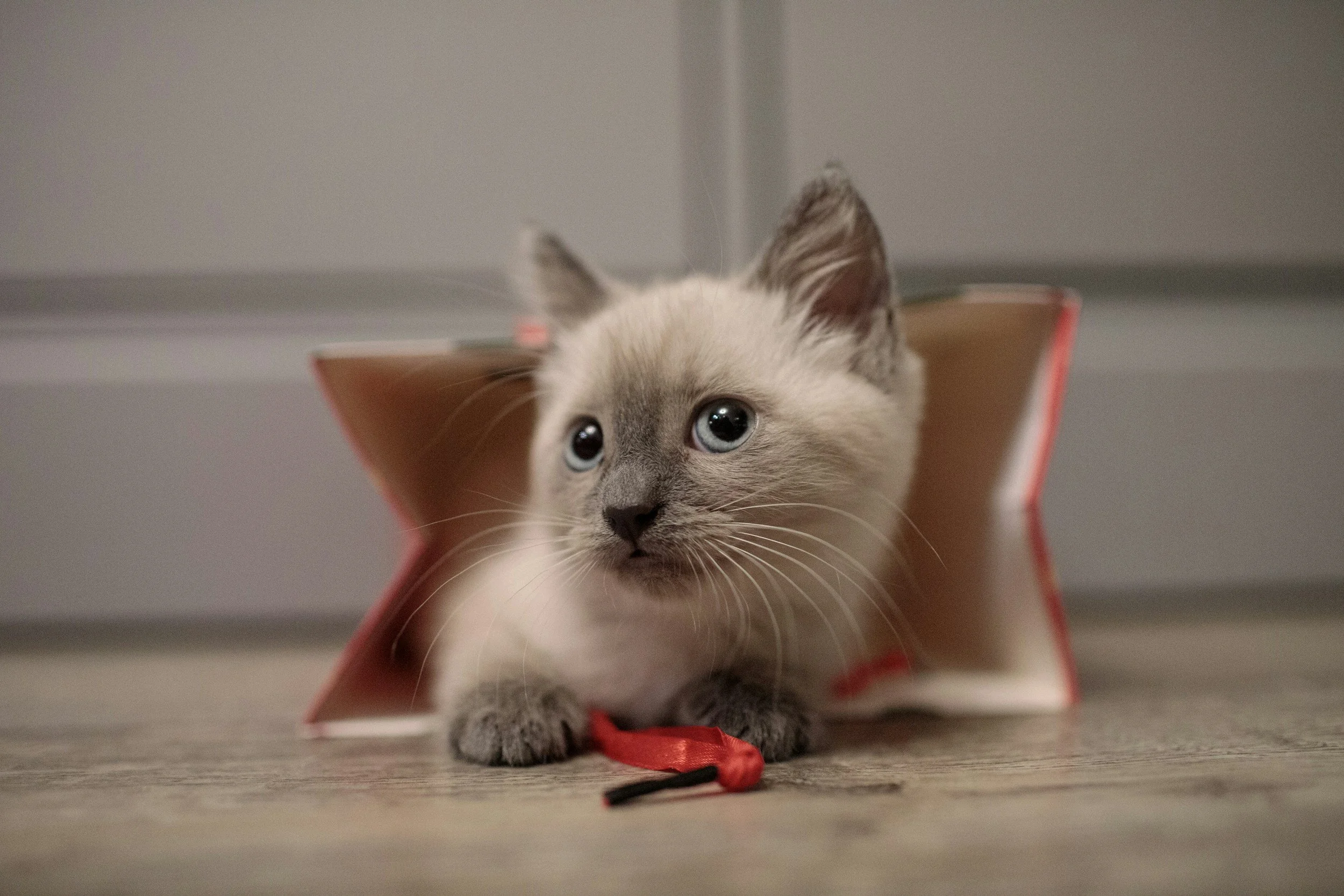 A kitten with blue eyes peeking out of a gift bag with a red ribbon inside on a wooden surface.