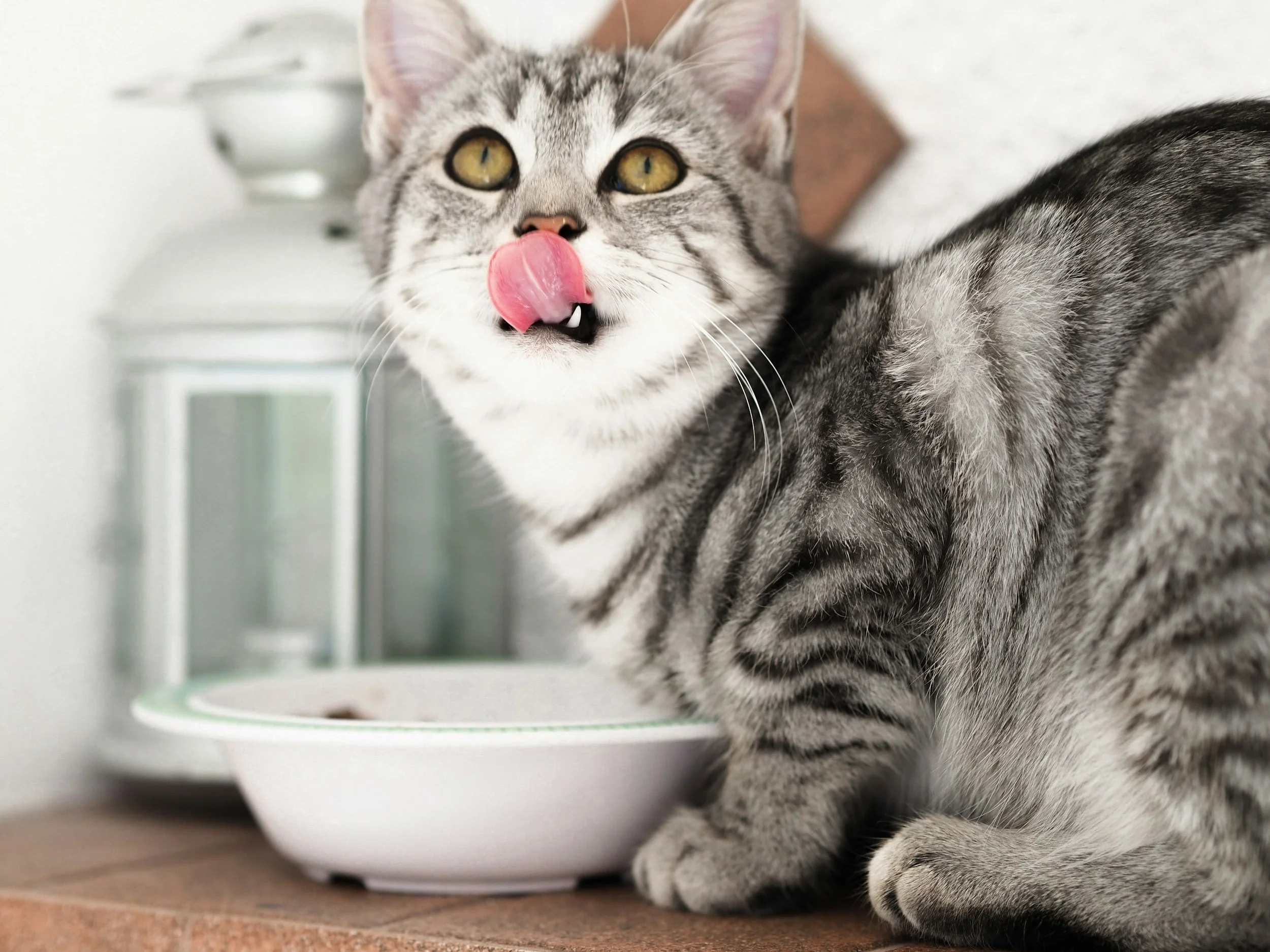 A gray tabby cat with yellow eyes licking its nose while sitting next to a white food bowl.