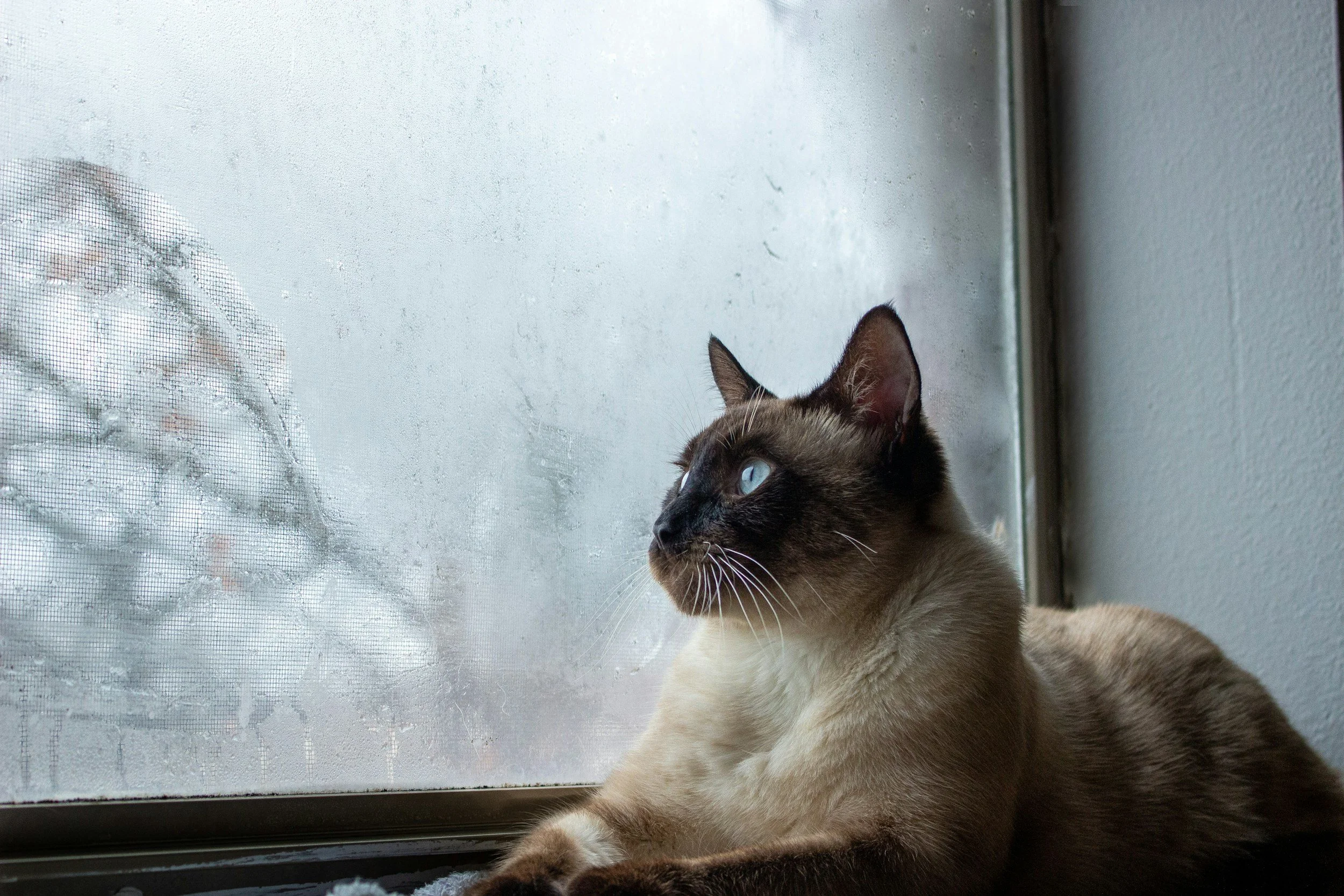 A Siamese cat with blue eyes sitting by a window with a screen, looking outside on a rainy day.