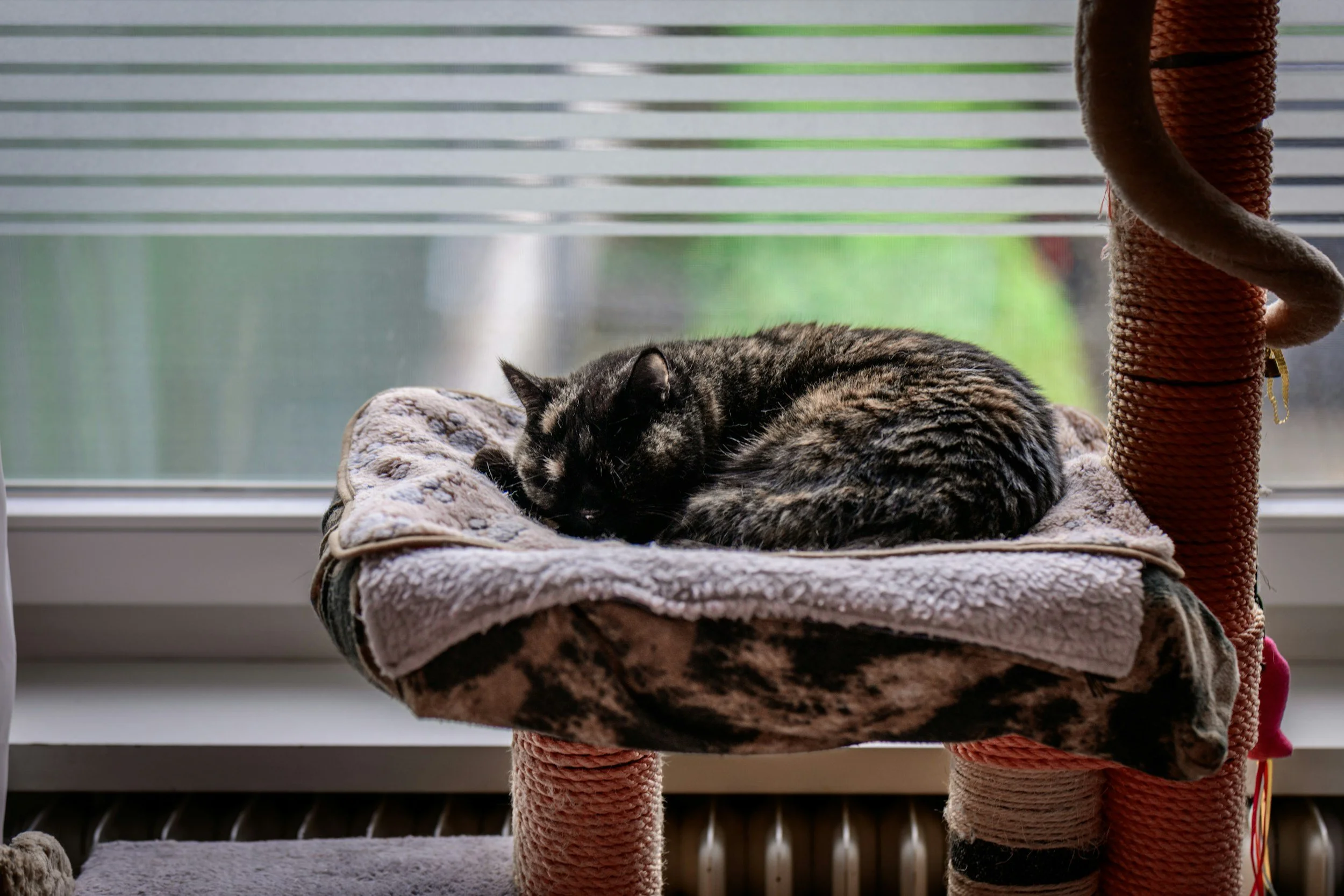 A black and gray tabby cat sleeping on a plush, patterned cat bed on a multi-level cat tree near a window with blinds, with a green outdoor background.