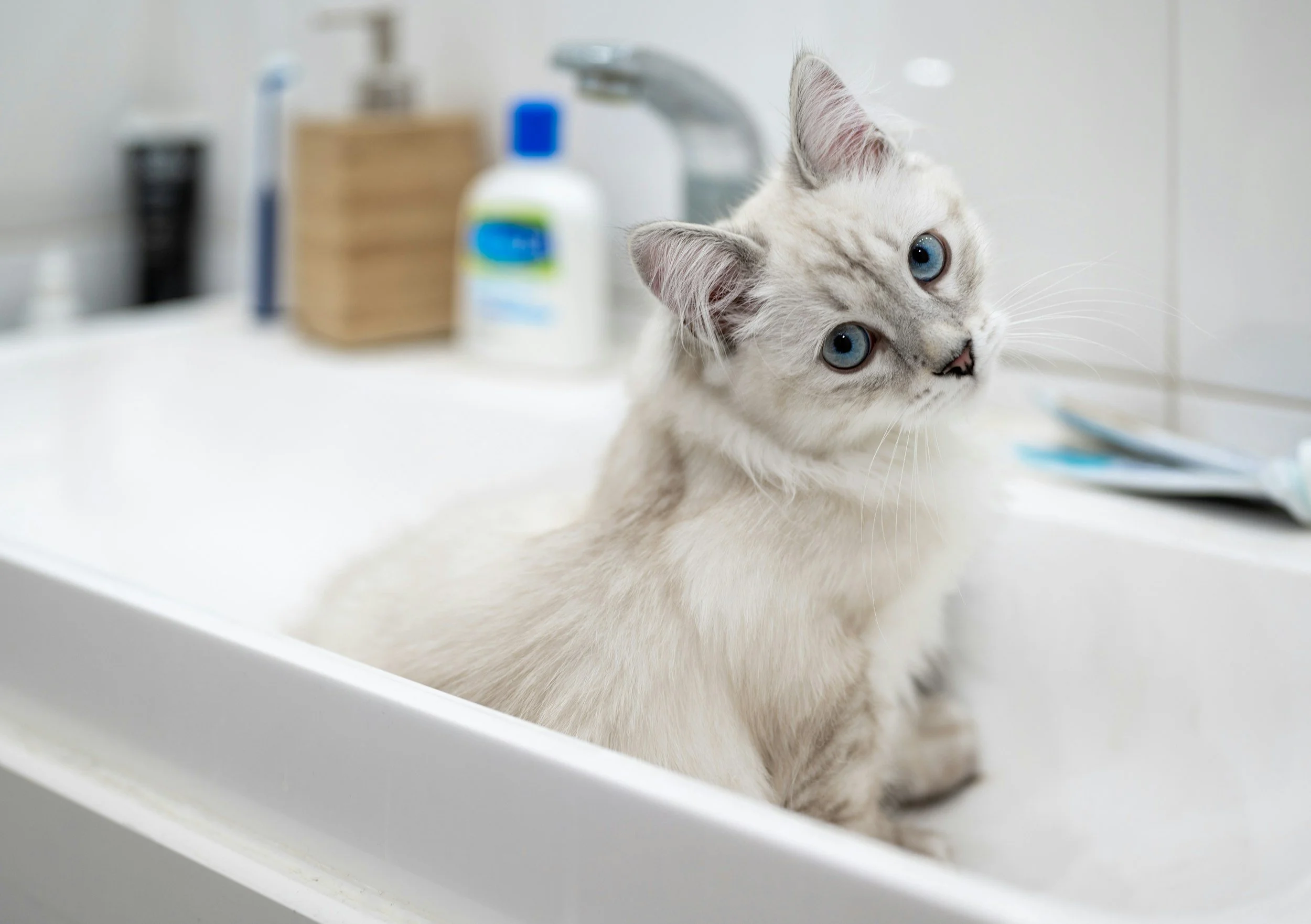 A white cat with blue eyes lying on a bathroom sink counter, looking at the camera, with bathroom toiletries blurred in the background.