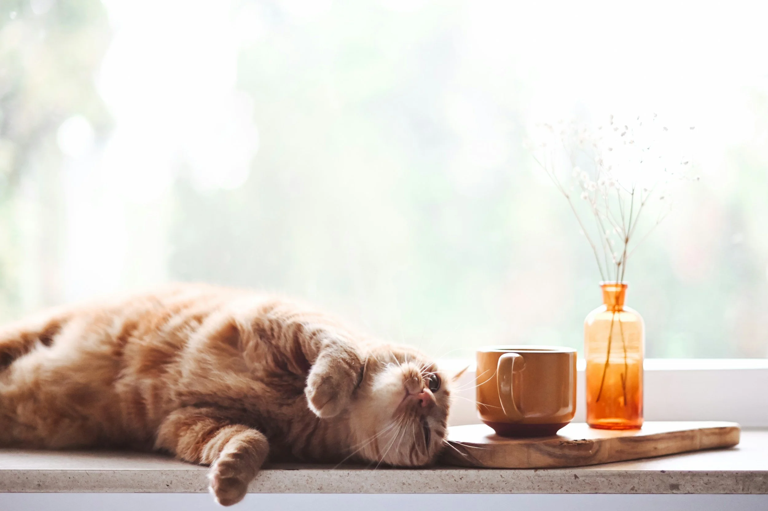 An orange tabby cat lying on a windowsill with its eyes closed, next to a wooden tray holding an amber glass vase with dried flowers, a small amber glass container, and a ceramic mug.