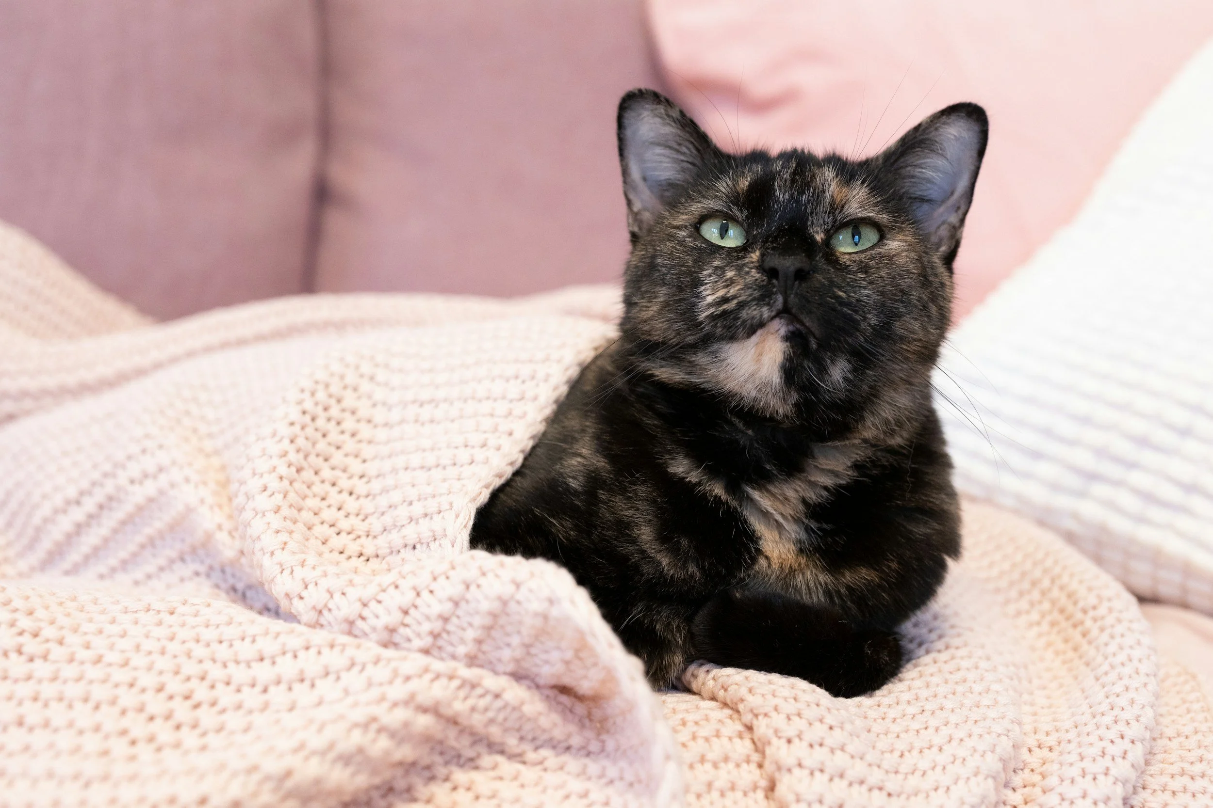 Close-up of a black tortoiseshell cat with green eyes lying on a pink knitted blanket.