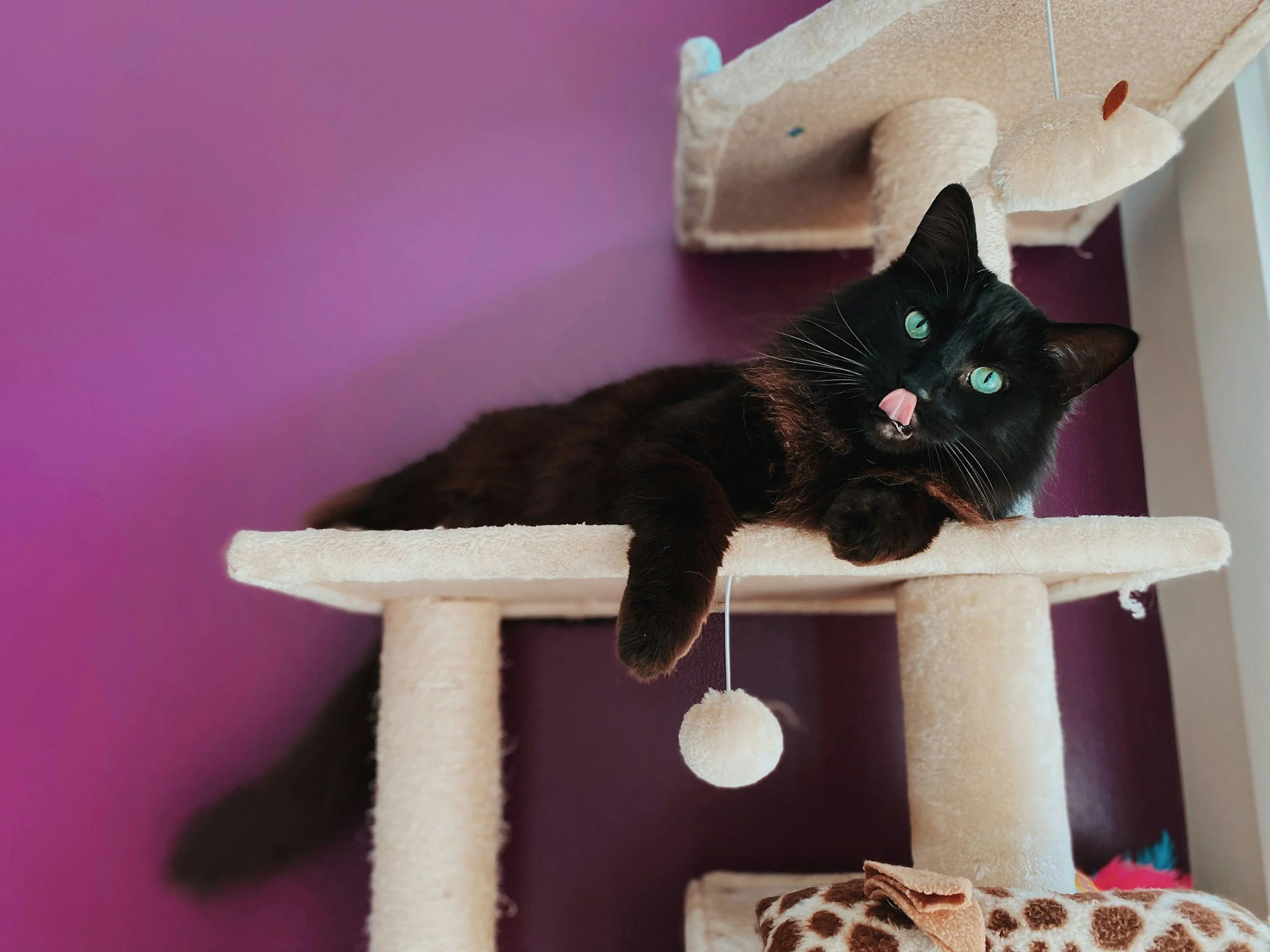 A black cat with green eyes sitting on a beige cat tree with purple wall in background, licking its nose.