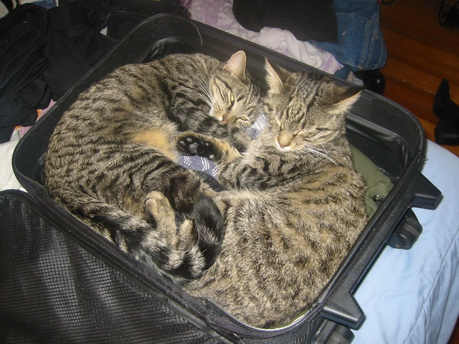 Buddha & Jasper sleeping in my suitcase - Maybe they wanted to come along...