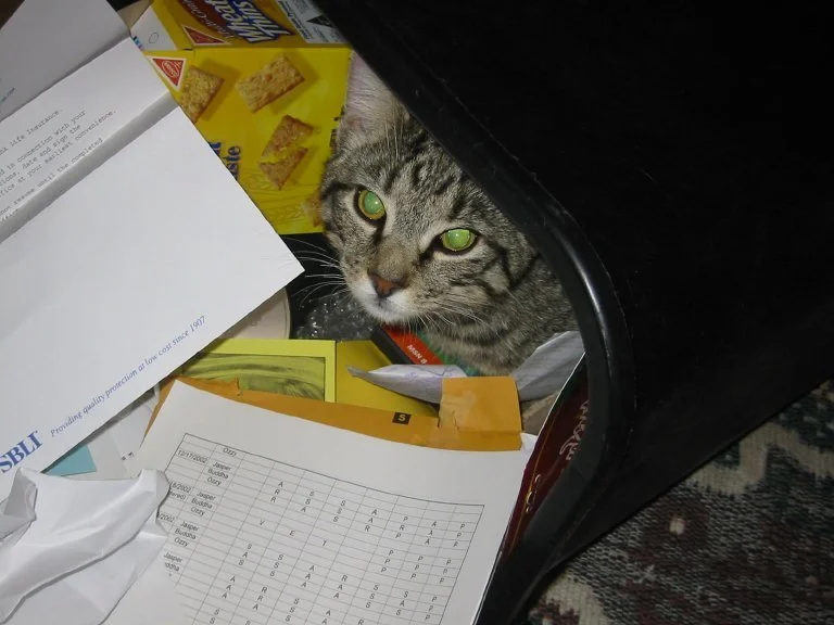 Trash Baby Jasper  (He loved making a bed in Paul's trash.)