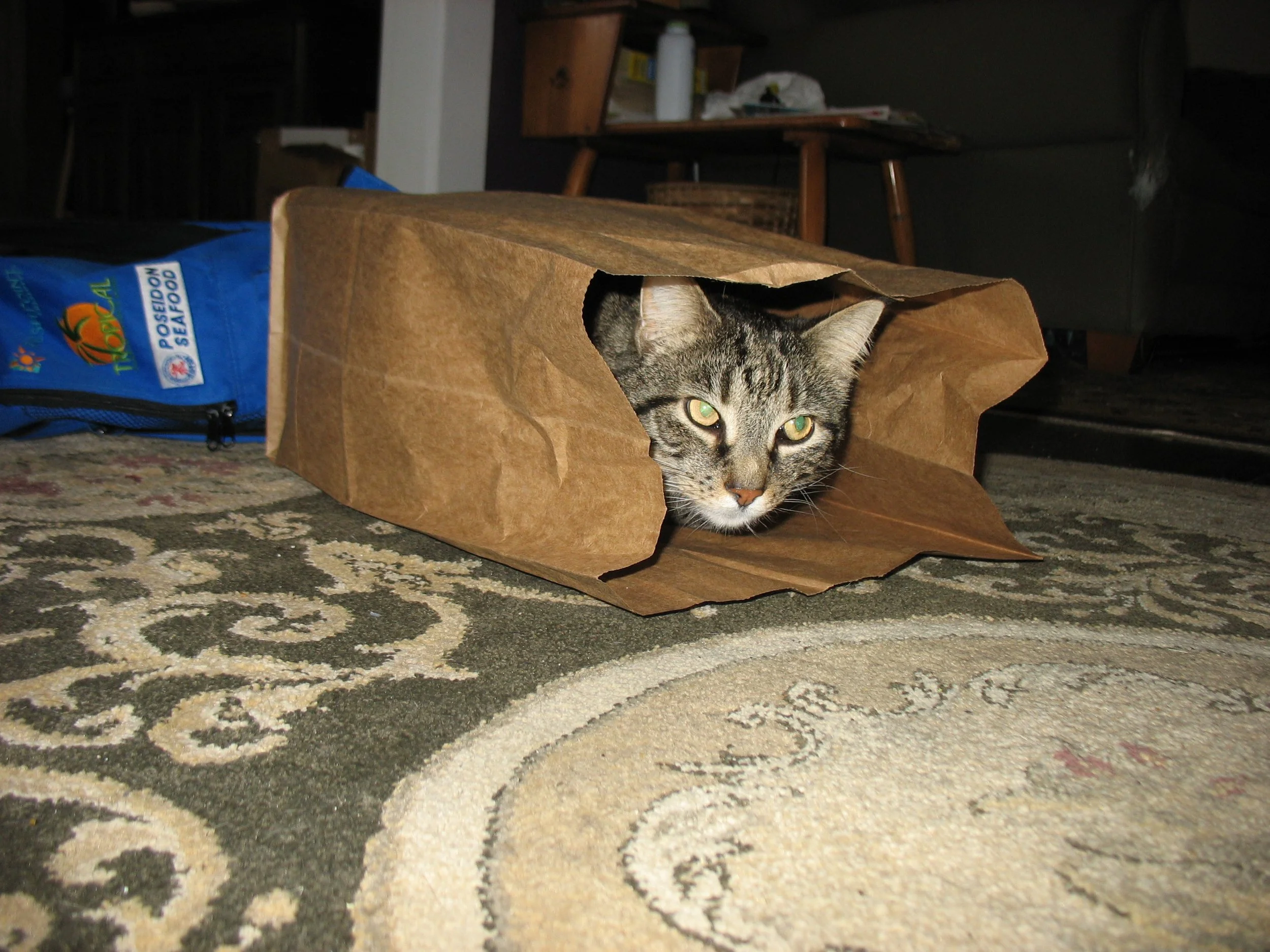 Jasper in a bag that had held some yummy smelling seafood
