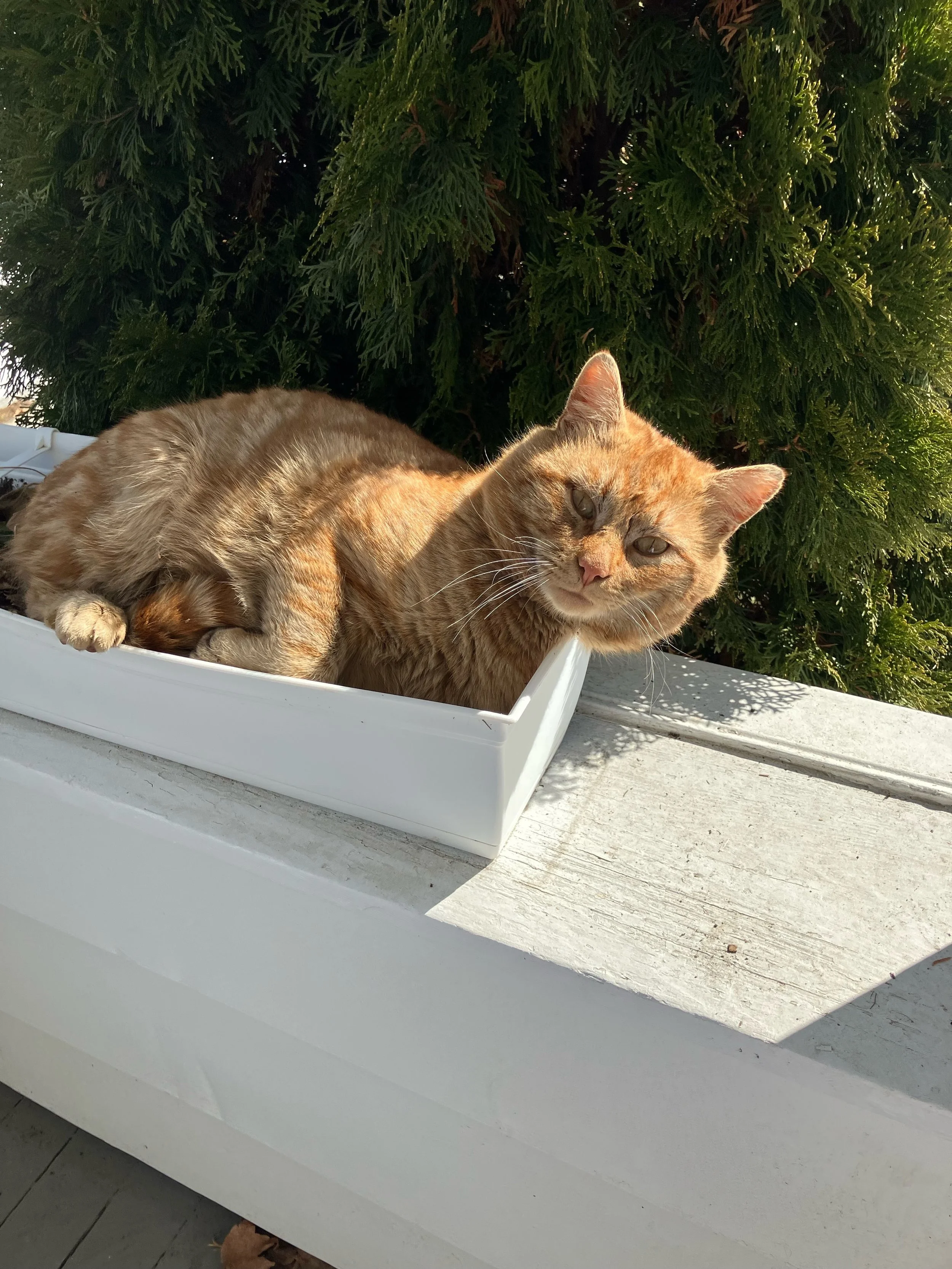 Mr. Jingles in the strawberry box, days before his winter rescue