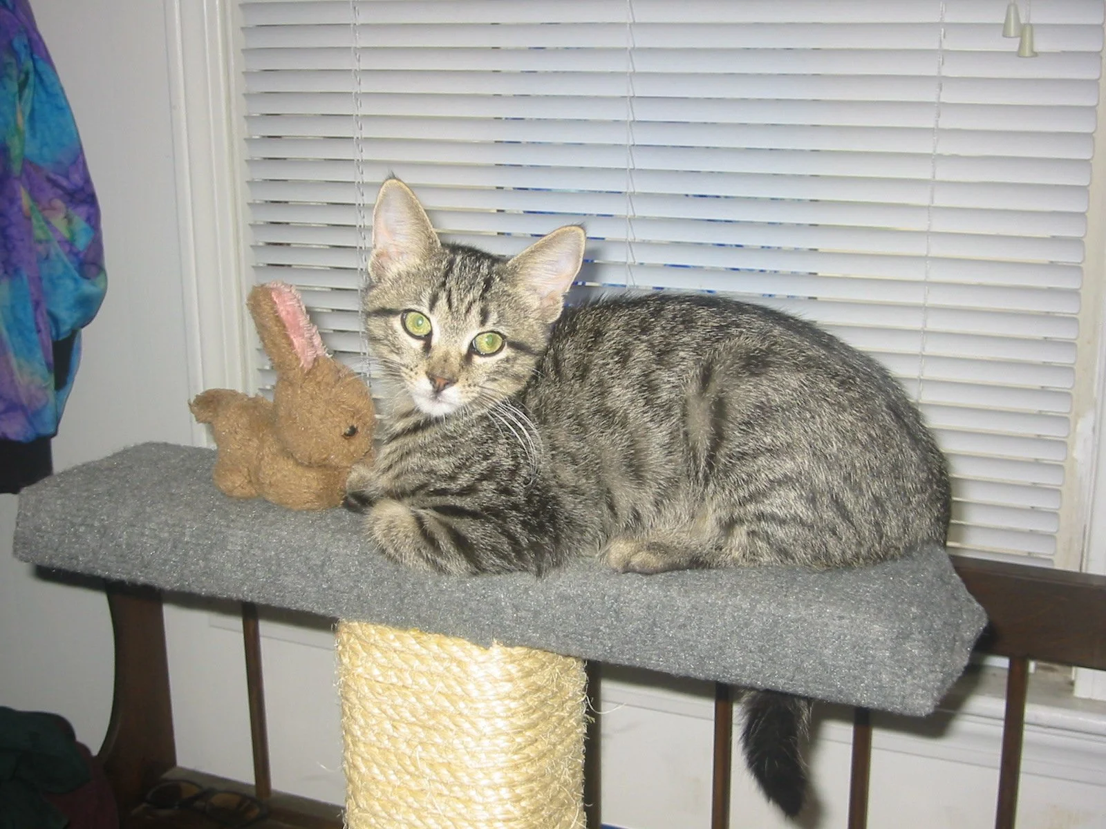 Buddha as a kitten, with his emotional support bunny, on top of the huge scratching post that my BIL made