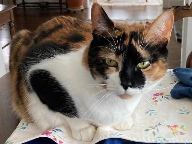 Minnie-Moo aka Moo aka  Moose aka Moozer