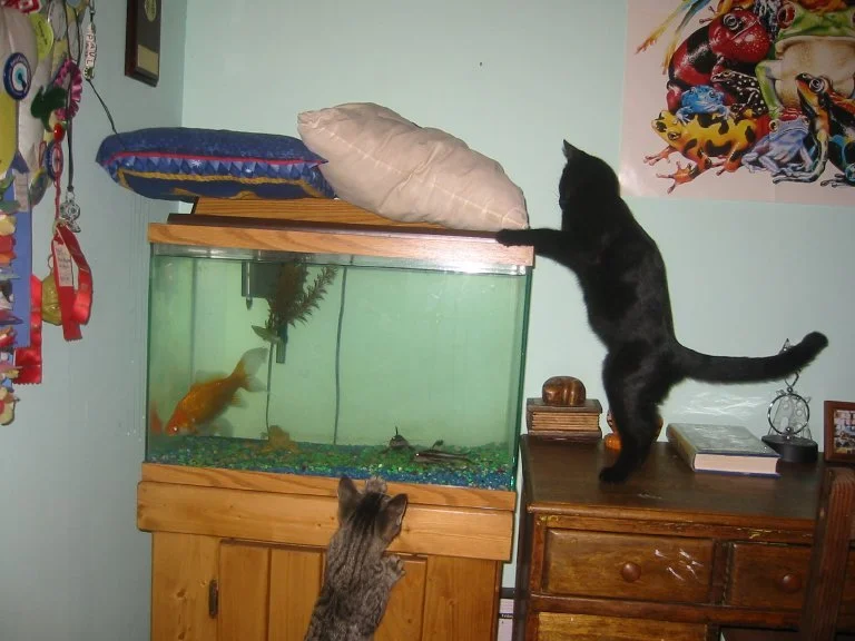 Ozzy and Jasper going fishing (hence pillows on top)
