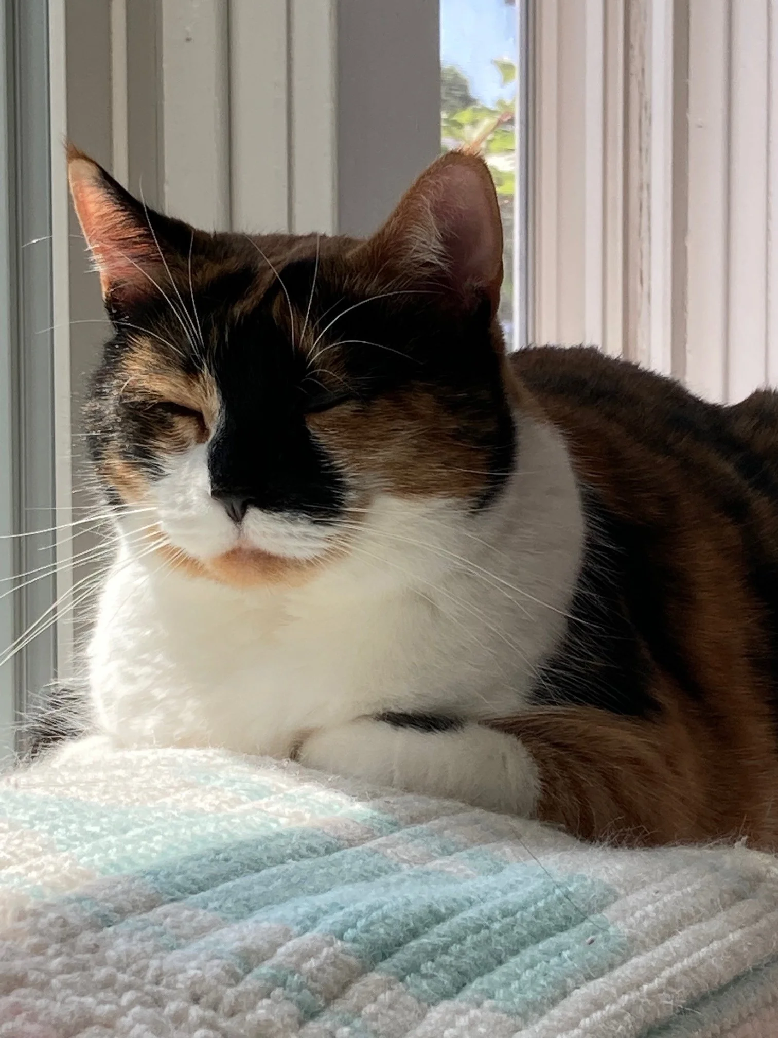 Minnie catching some rays on the back of the sunroom couch