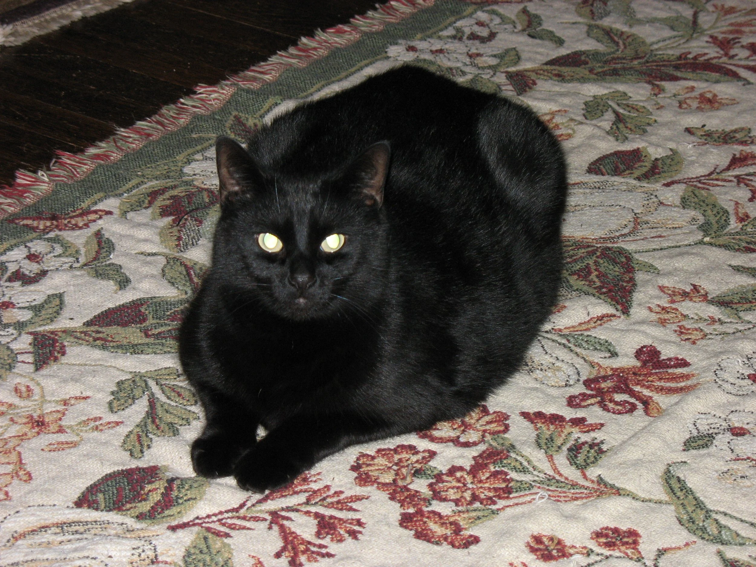 Ozzy on his favorite rug