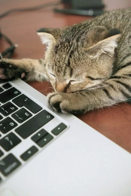 A tabby cat sleeping on a desk with a laptop keyboard.