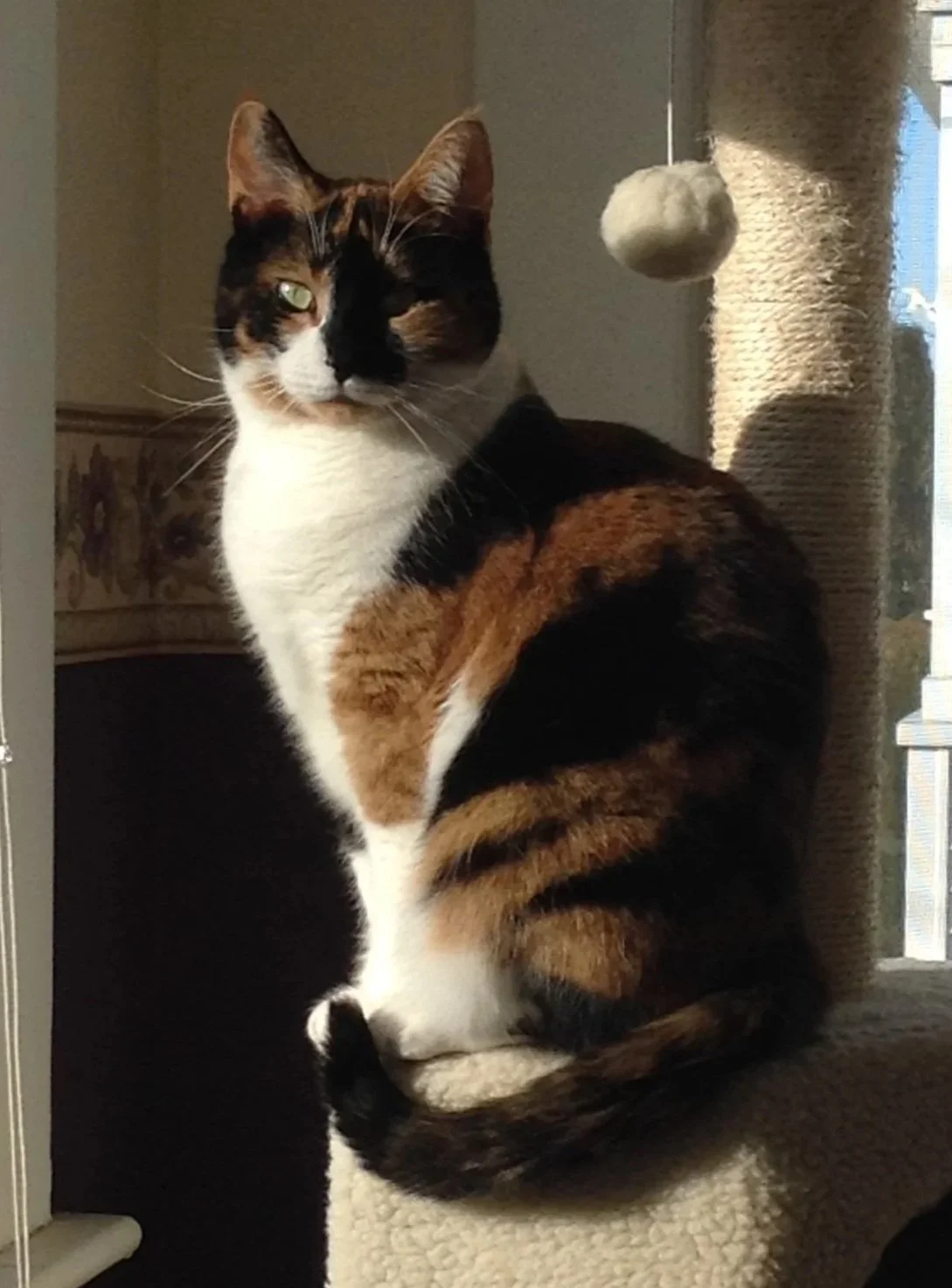 A calico cat sitting on a beige carpeted cat tree near a scratching post, with sunlight shining on its side.