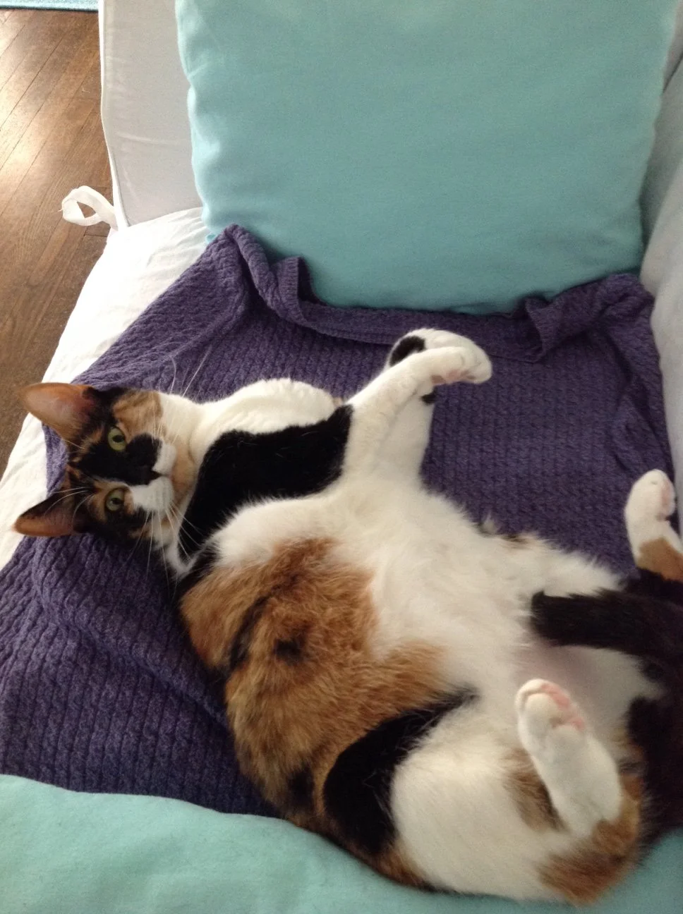 Minnie showing her belly