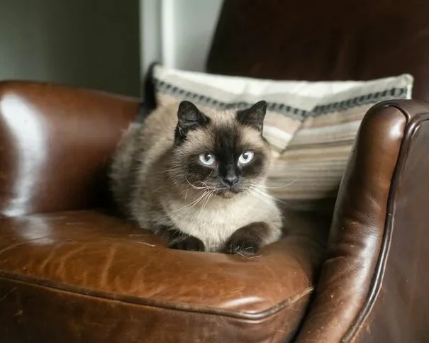 A Siamese cat with blue eyes lying on a brown leather couch next to a striped pillow.
