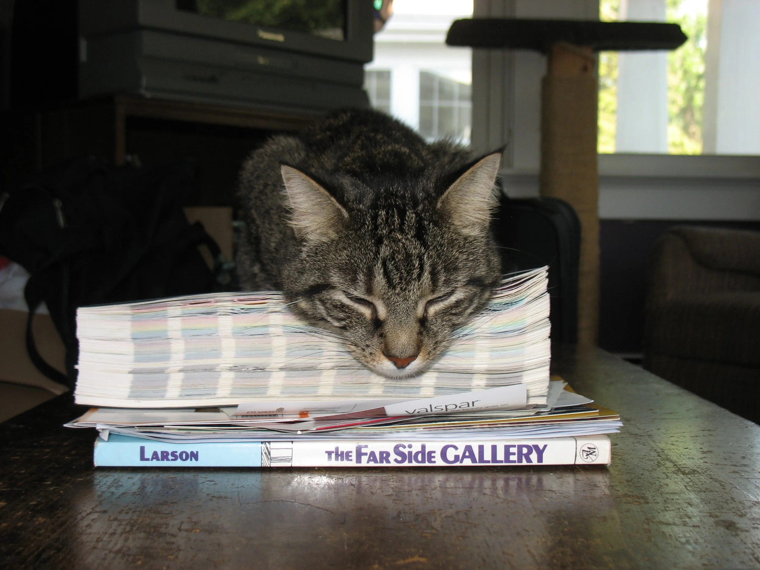 Jasper sleeping on the coffee table, draped over the paint color palette