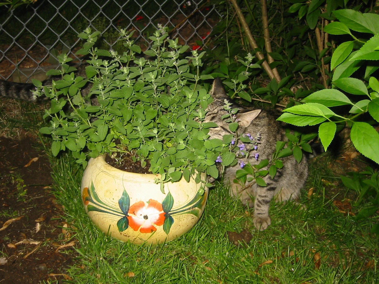 Jazzy in the Jungle... sniffing the catmint.