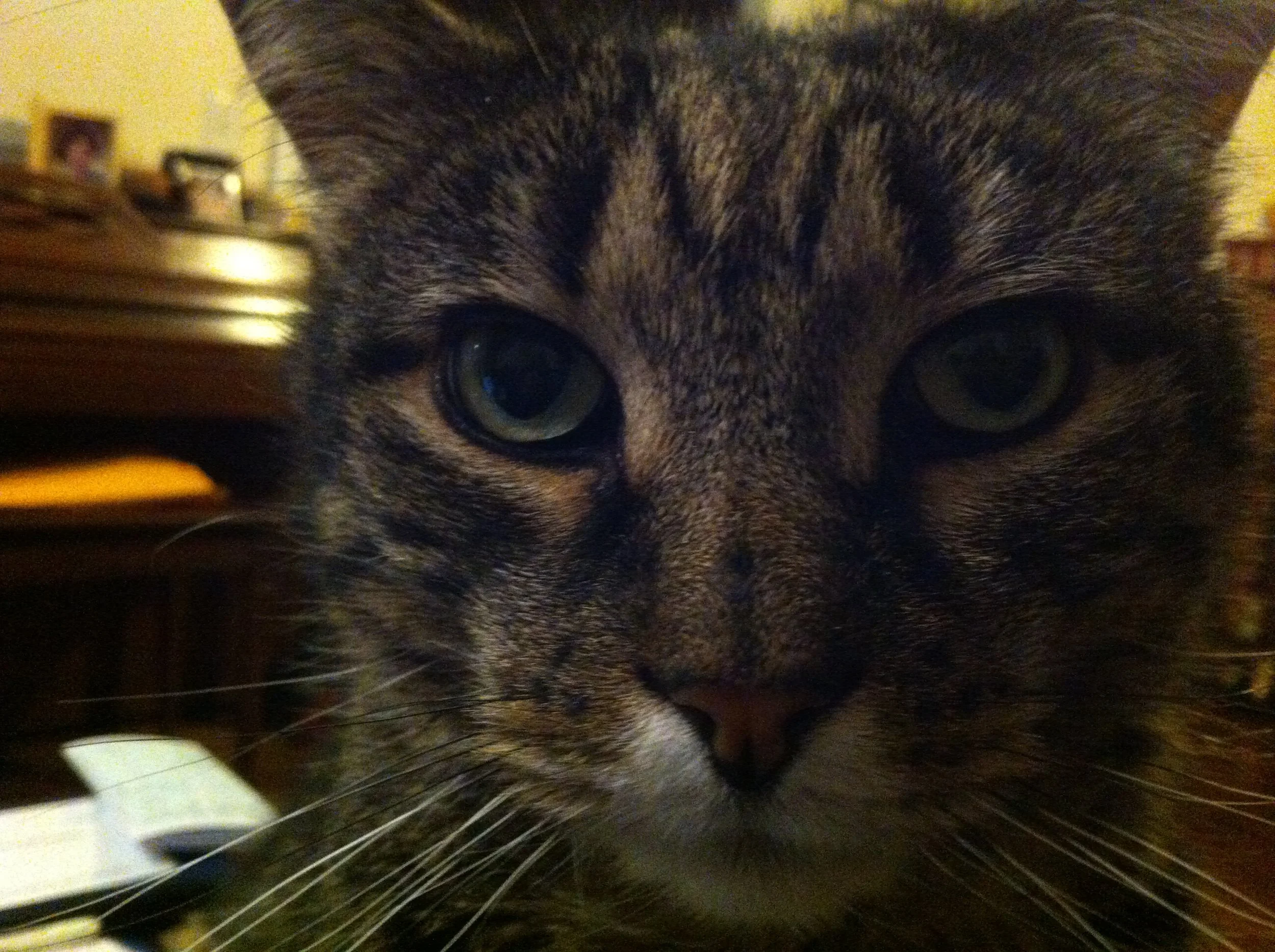 Boooooodaaaaaaaah...  (I miss my Buddha.)