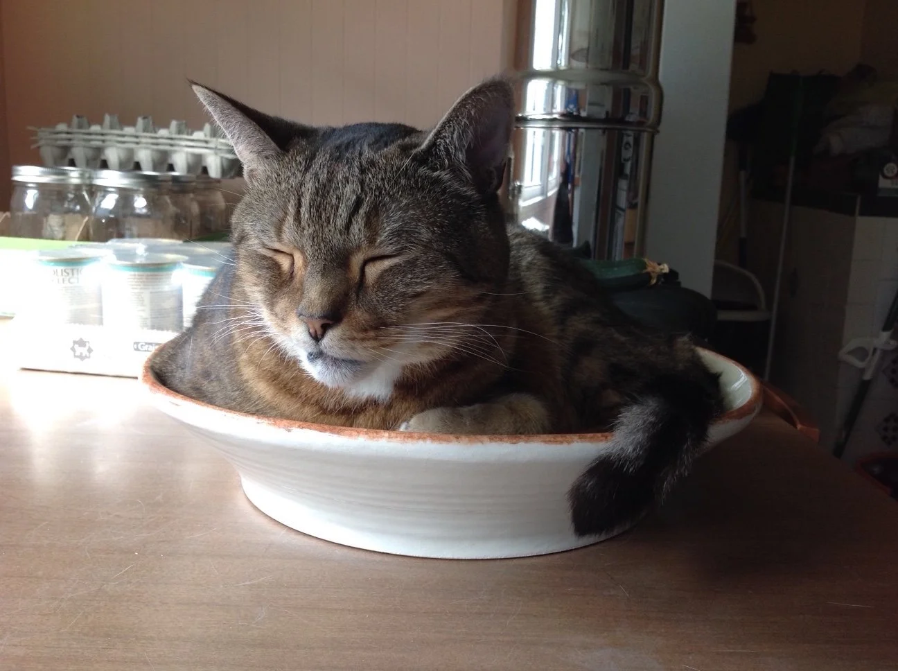 Sammy (a totally deaf foster kitty who left us way too soon) in a bowl