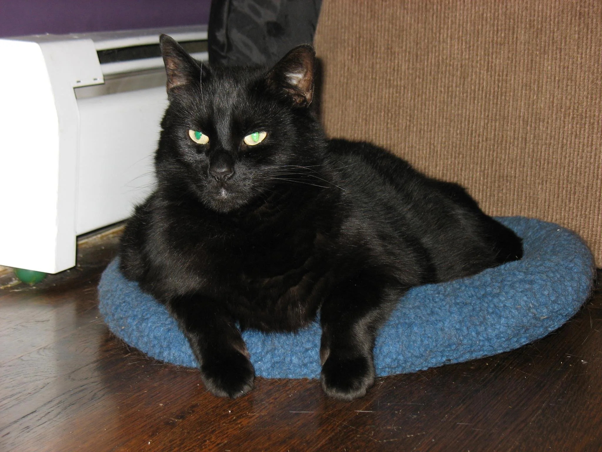 Ozzy in his blue bed