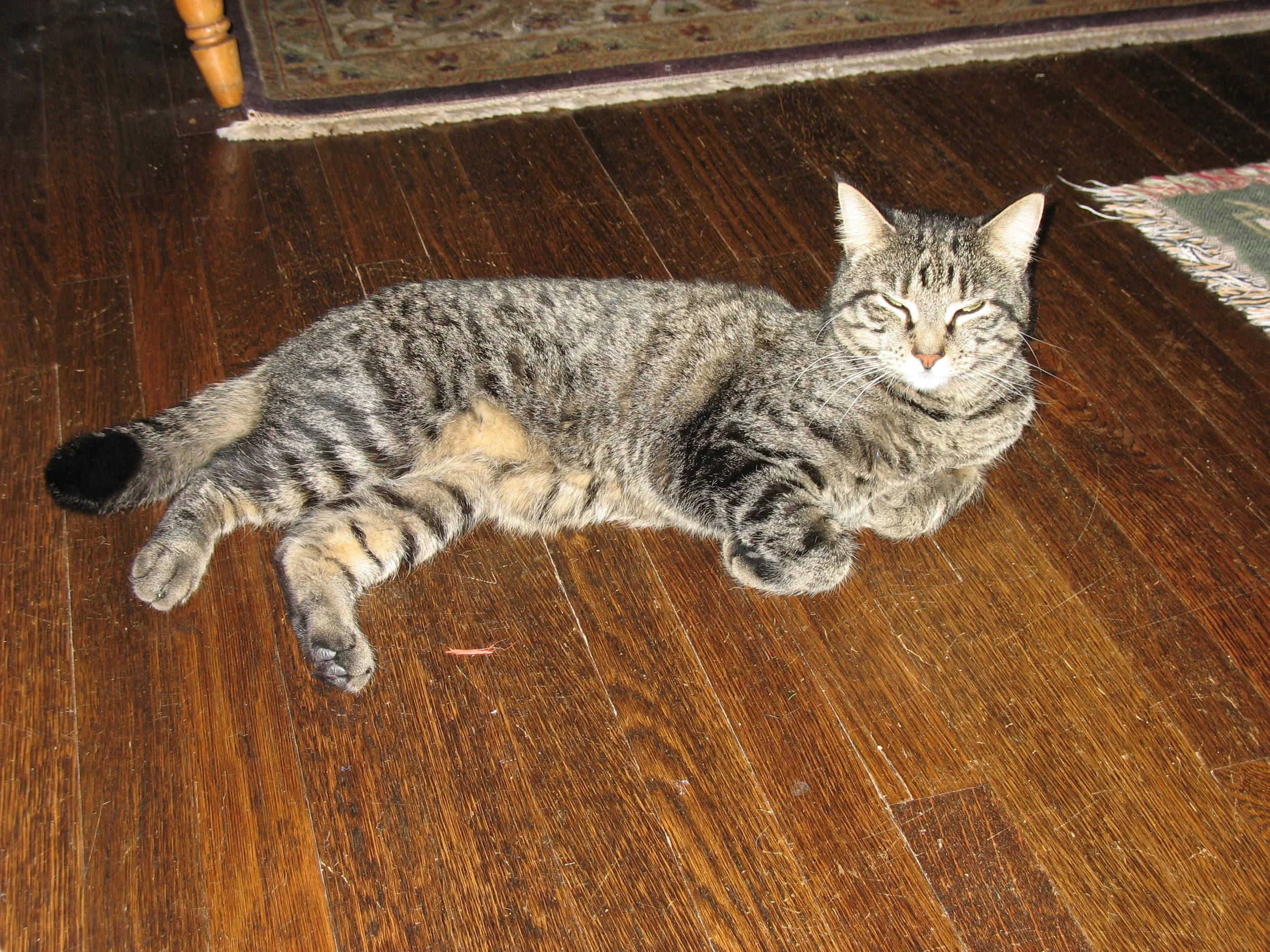 Jasper AKA JasPurrrrrrr AKA Jazzy