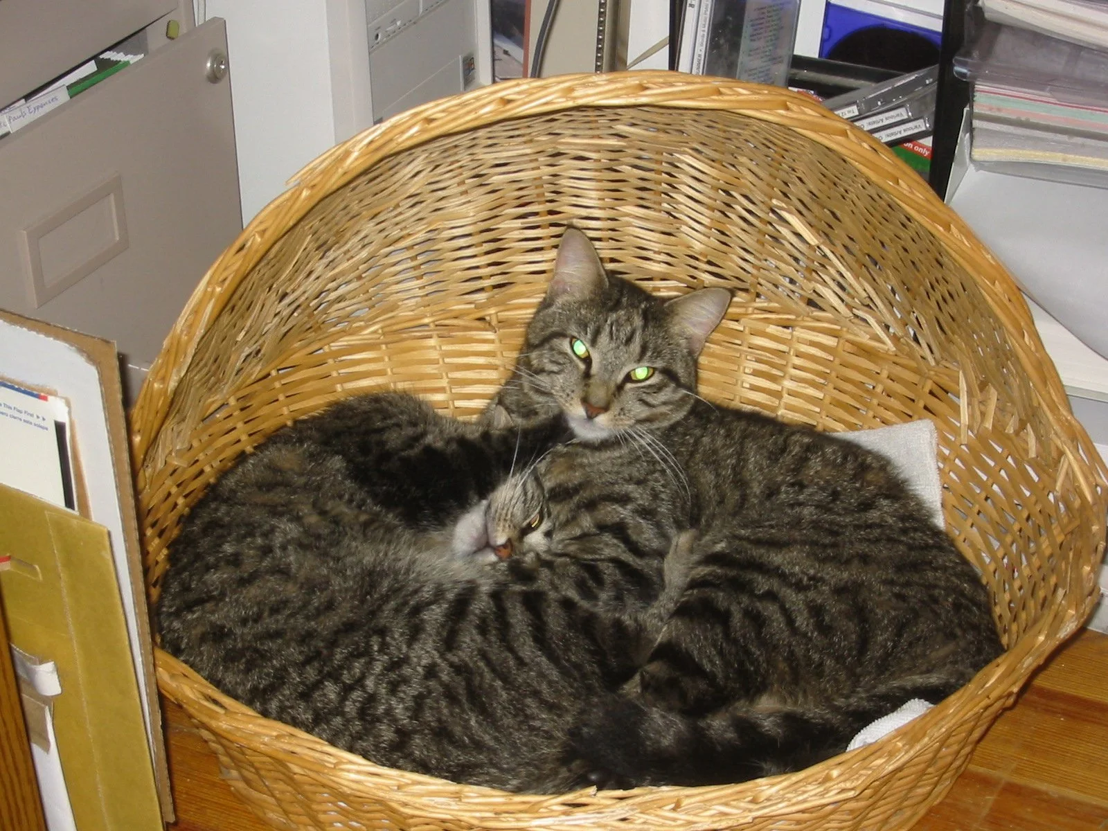 Jasper and Buddha sharing a basket