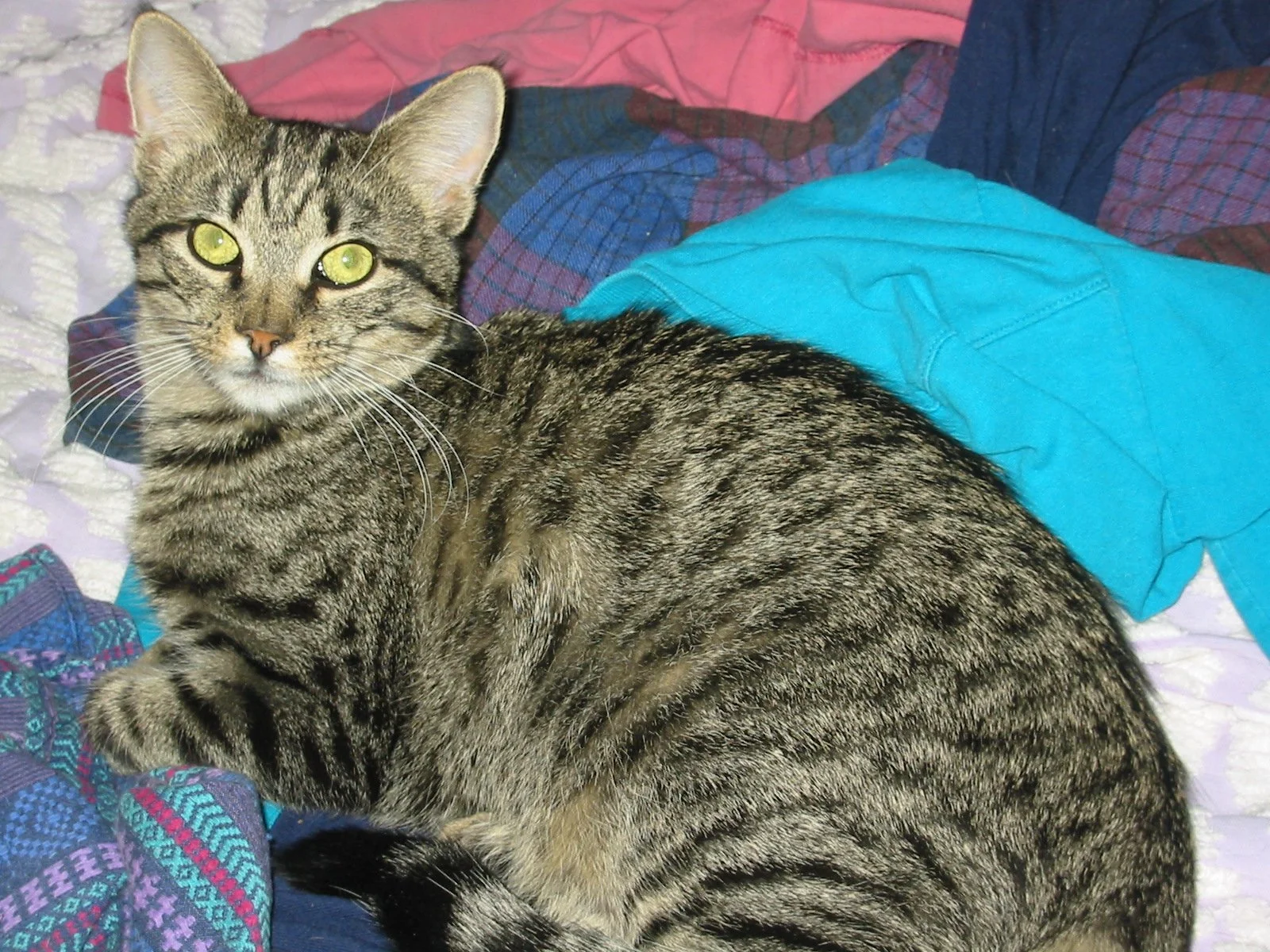 Buddha helping fold clothes