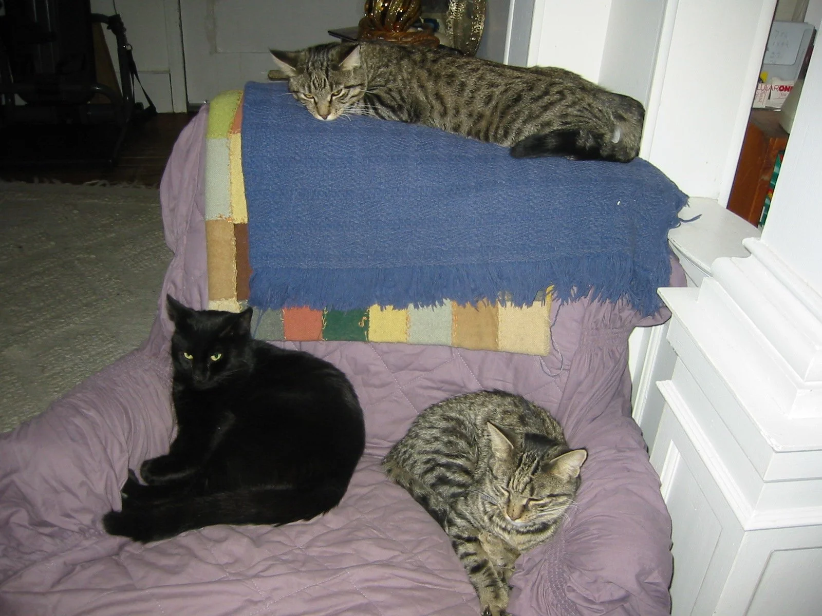 Jasper, Ozzy, and Buddha sharing the comfy chair