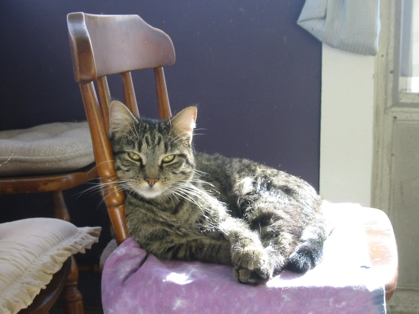 Jasper sitting in the sun