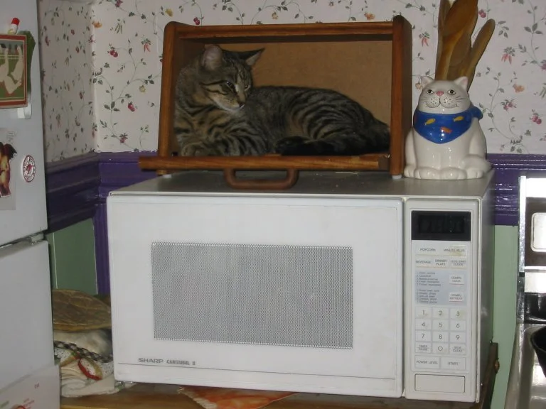 Jasper in the breadbox