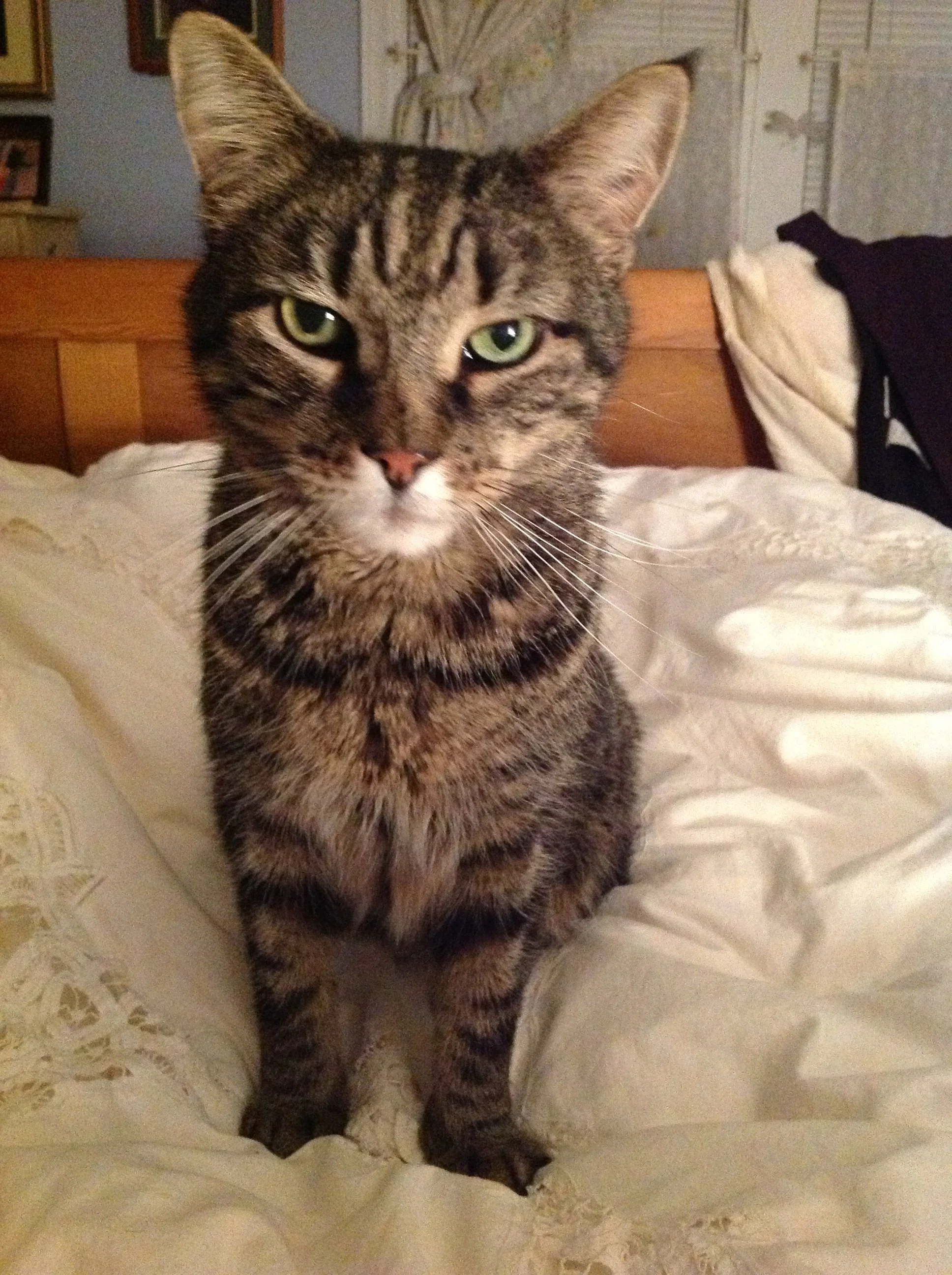 Buddha saying "Wake up and give me food."