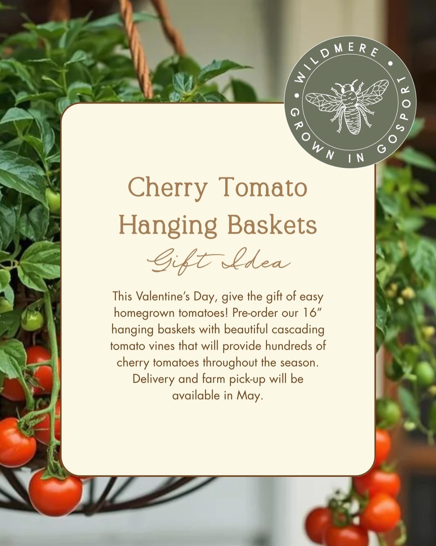 While the ground is covered in snow, we are planning for spring! 16&rdquo; hanging baskets filled with cascading cherry tomatoes sounds like a yummy spring and summer gift to us. Check out our website to pre-order yours from our market!