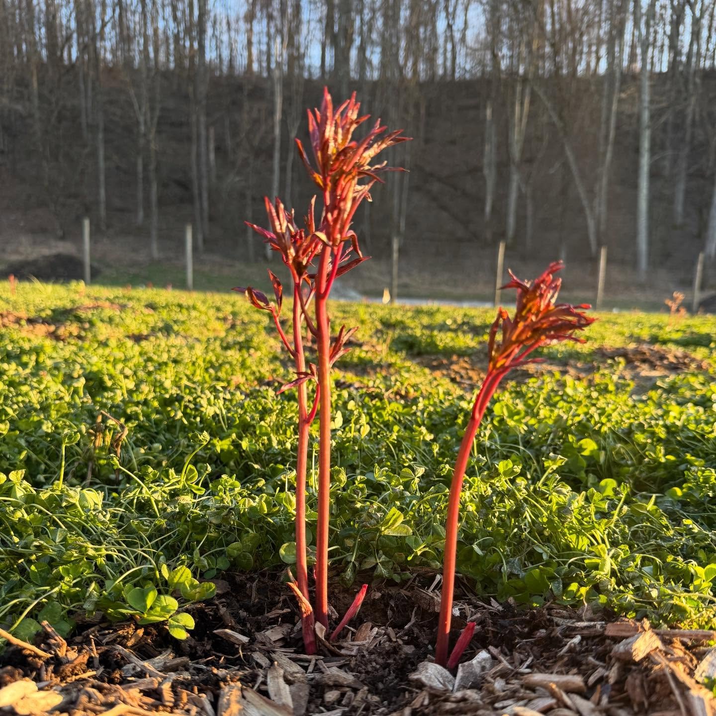 Peonies are our bread and butter at this point! Thankfully they are hardy and made it through the cold spurt. We are deep into planting, watering, filling pots, organizing and so much more&hellip;early spring is like a race to see what all we can acc